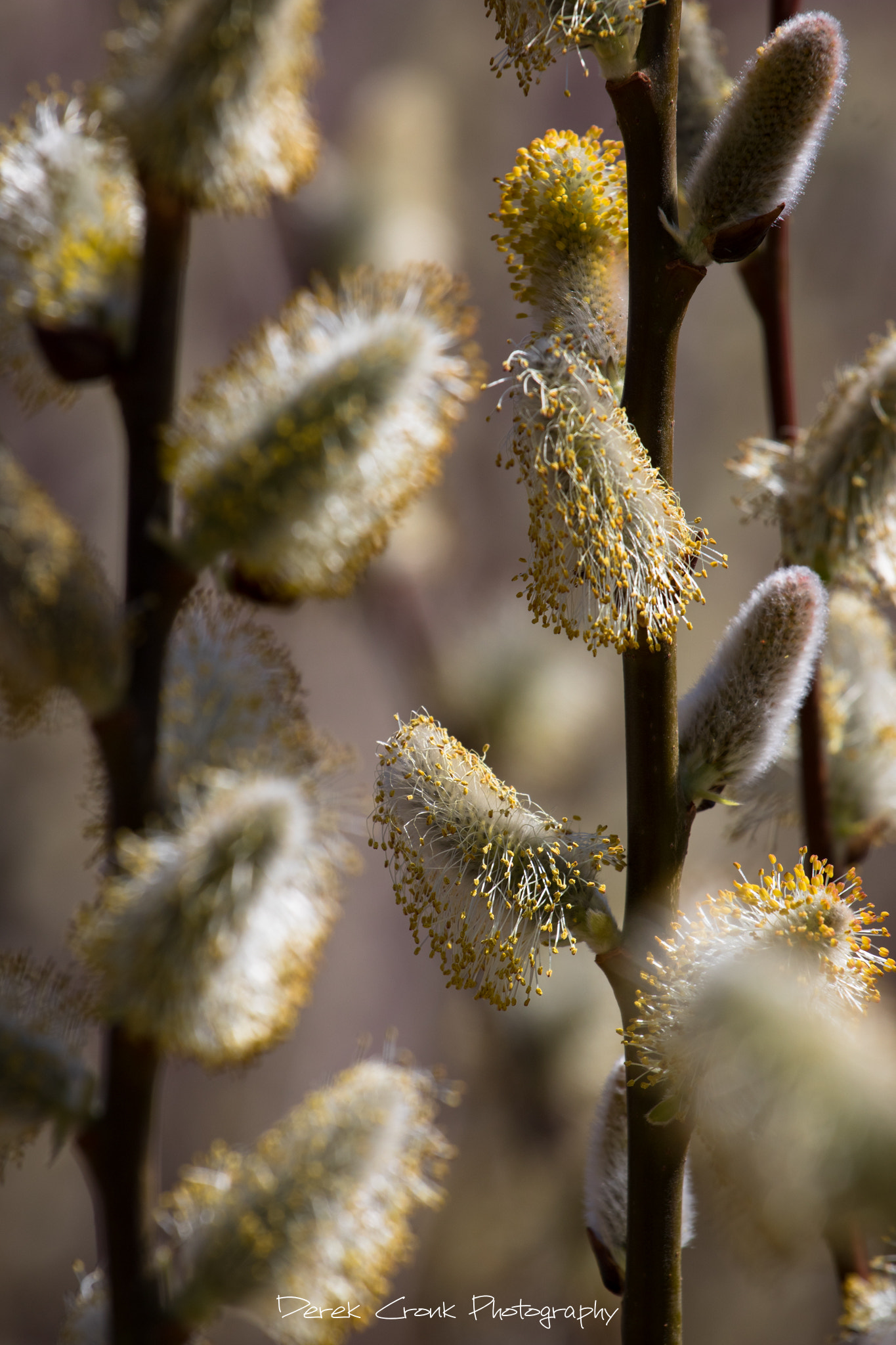 Canon EOS 750D (EOS Rebel T6i / EOS Kiss X8i) + Canon EF 70-200mm F4L USM sample photo. A budding spring photography