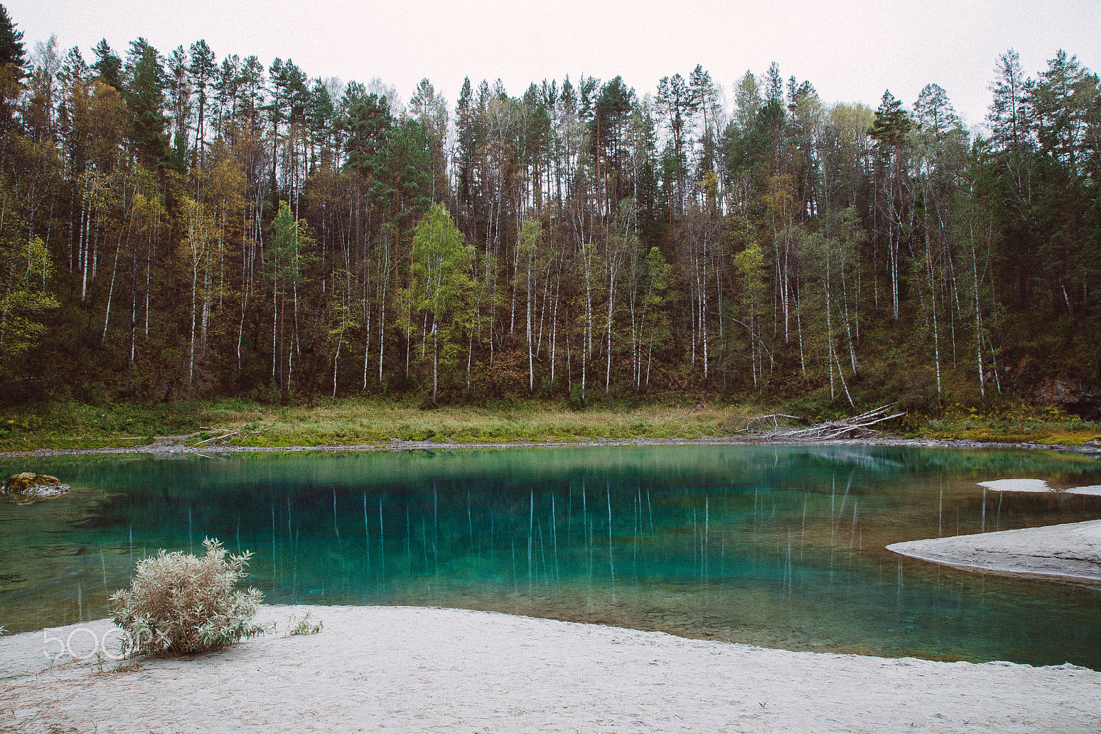 Nikon D600 sample photo. Mystical forest photography