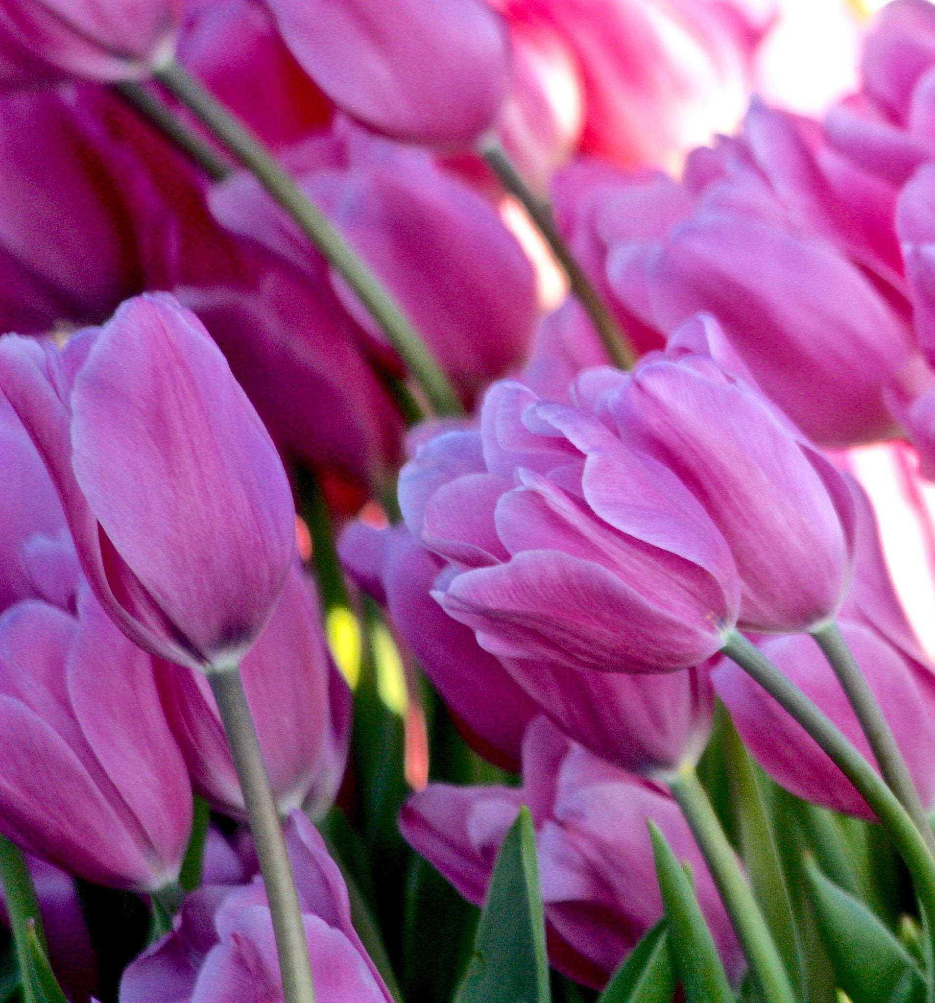 Canon EOS 450D (EOS Rebel XSi / EOS Kiss X2) sample photo. "i love tulips... photography