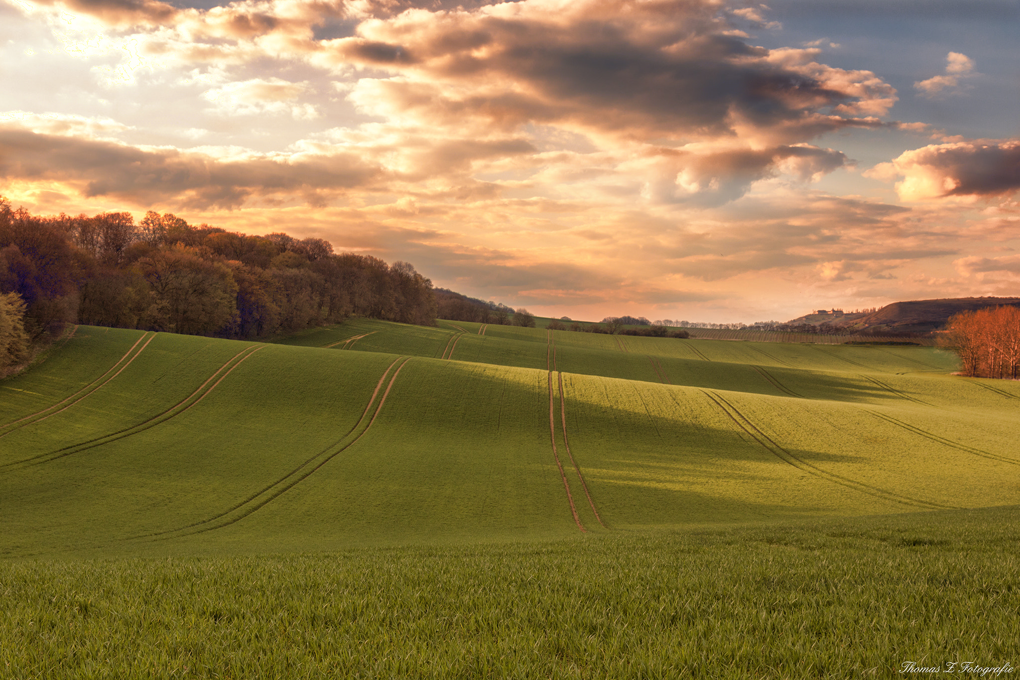 Canon EOS 750D (EOS Rebel T6i / EOS Kiss X8i) sample photo. Field of gold photography