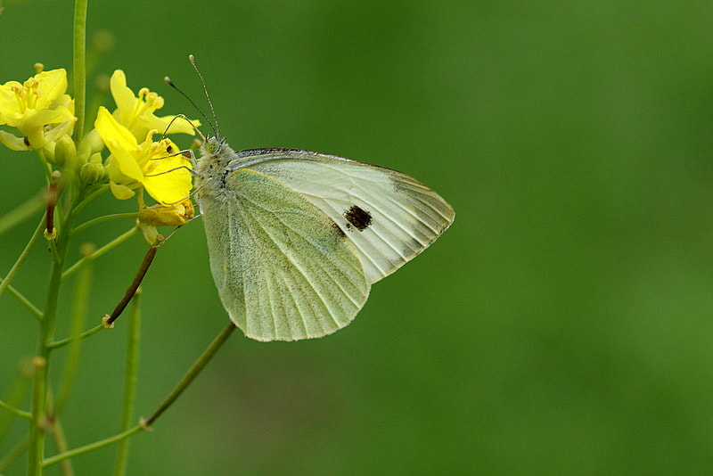 Sony Alpha DSLR-A350 + Sony 100mm F2.8 Macro sample photo. BÜyÜk melek photography