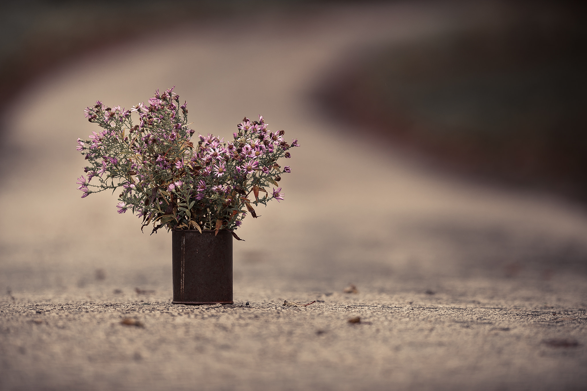 Nikon D3 + Nikon AF-S Nikkor 200mm F2G ED-IF VR sample photo. Bouquet photography