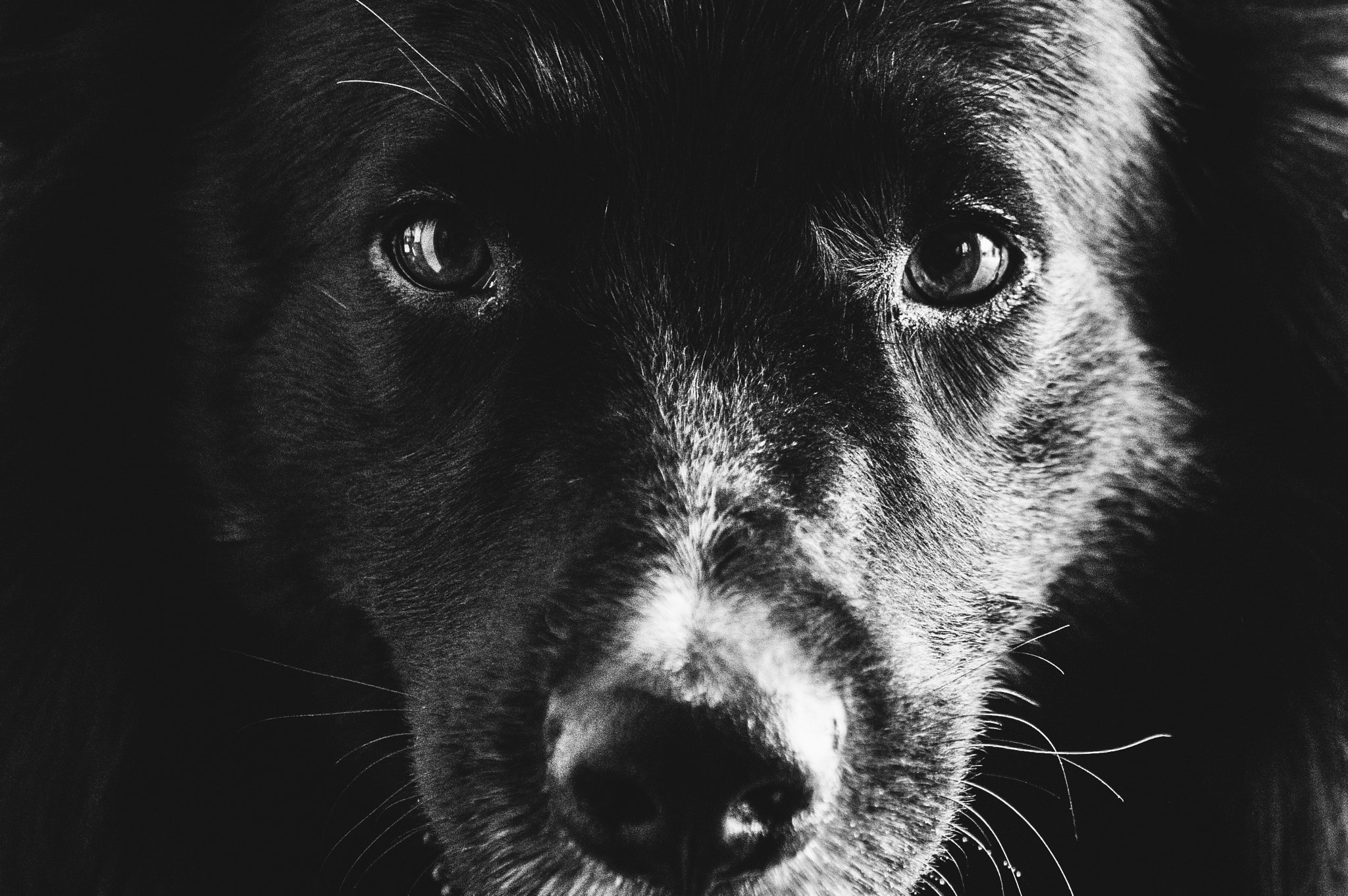 Pentax K-3 sample photo. Little warg photography