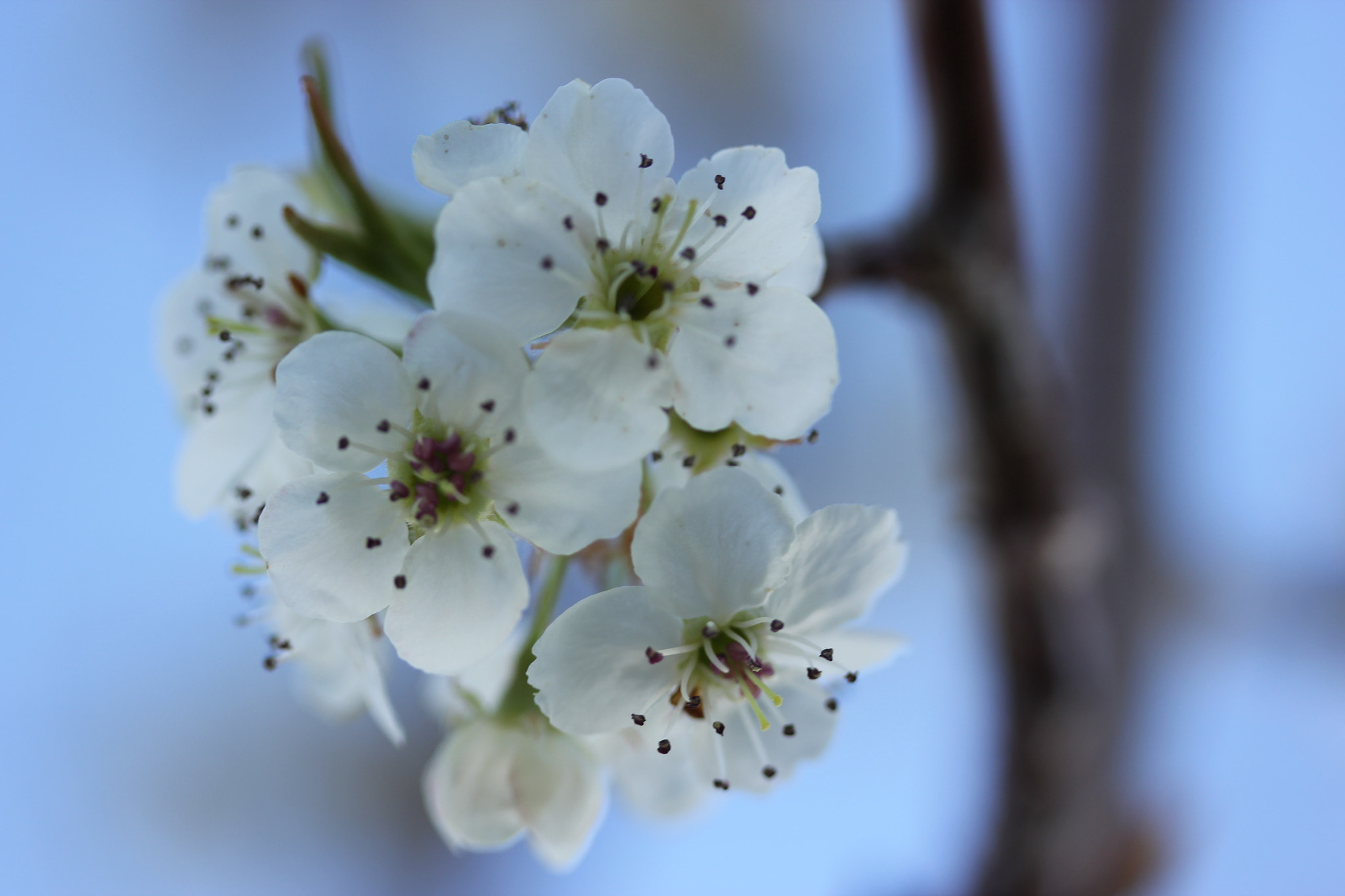 Canon EF-S 60mm F2.8 Macro USM sample photo. The evidence of spring photography