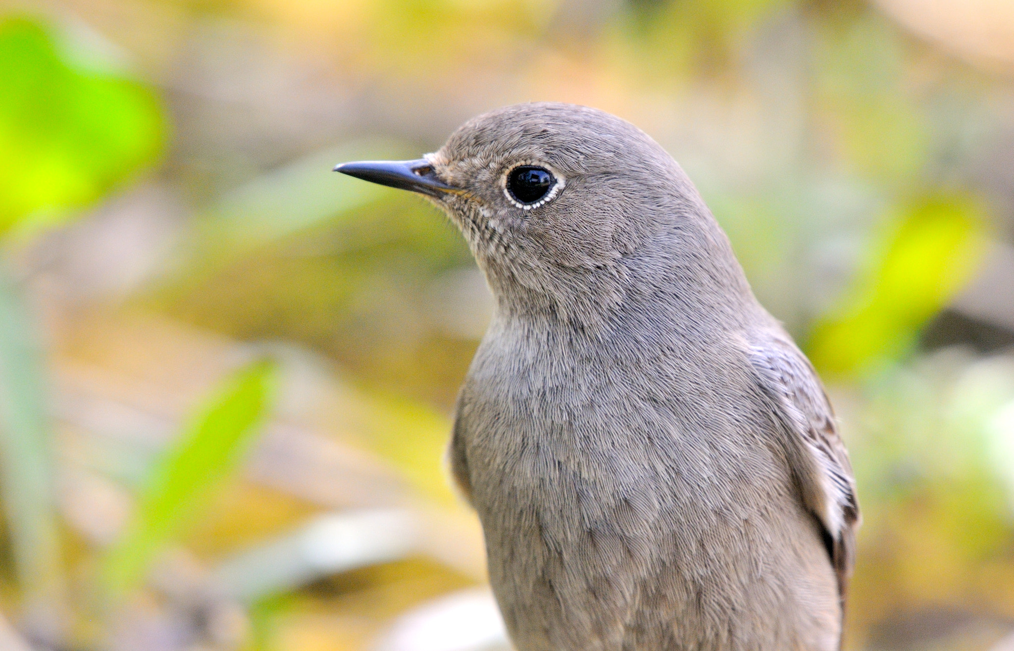 Nikon AF-S Nikkor 200-500mm F5.6E ED VR sample photo. - photography