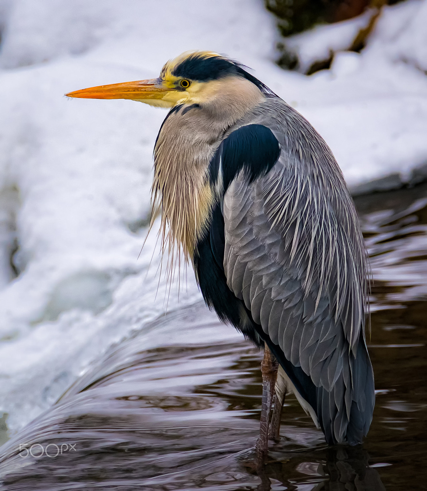 Fujifilm X-T1 + XF50-140mmF2.8 R LM OIS WR + 1.4x sample photo. Gråhegre i frognerparken photography