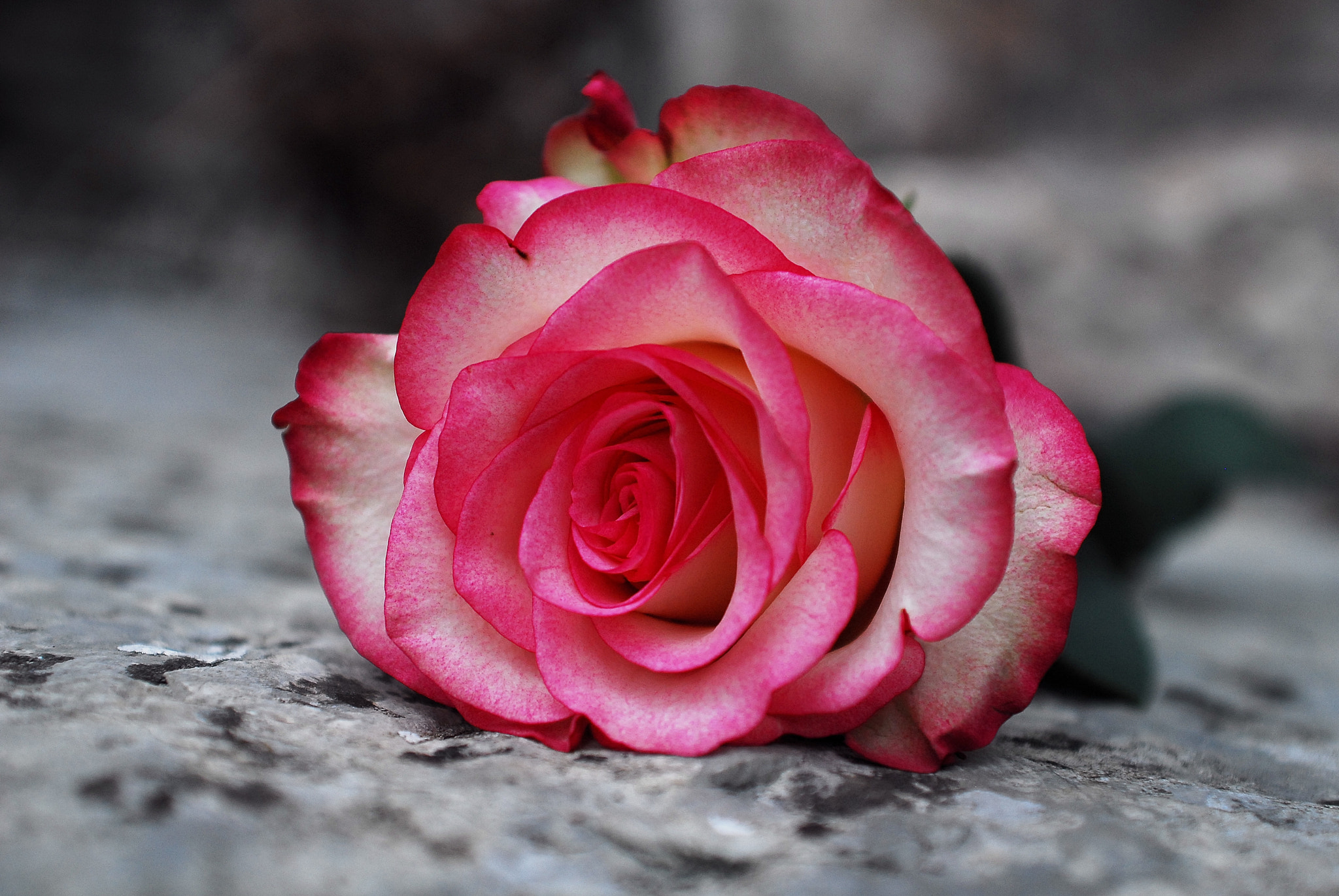 Nikon D200 + AF Zoom-Nikkor 28-85mm f/3.5-4.5 sample photo. Rose and stone photography