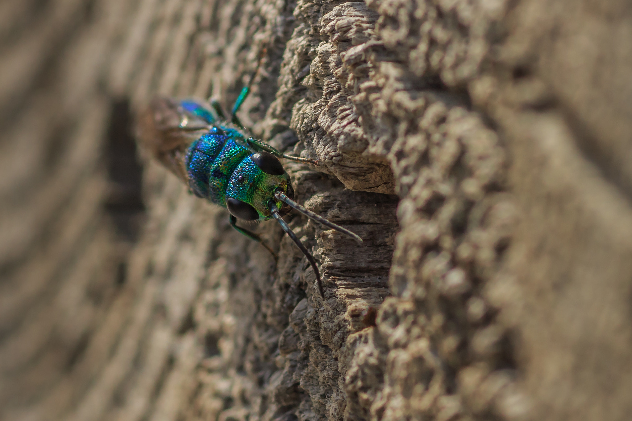 Tamron SP AF 90mm F2.8 Di Macro sample photo. Gold wasp/ goldwespe photography