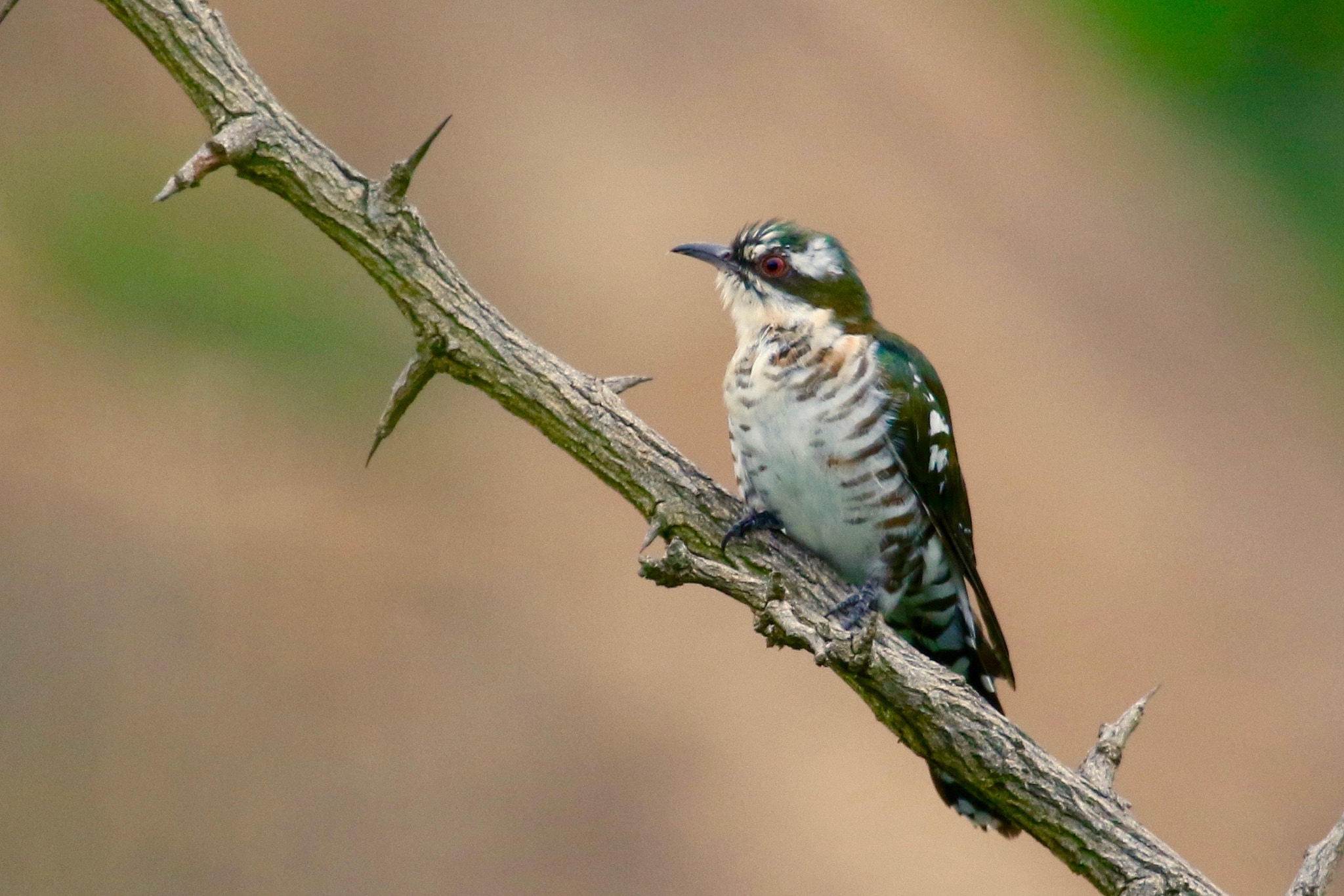 Canon EF 100-400mm F4.5-5.6L IS USM sample photo. Diederik cuckoo photography