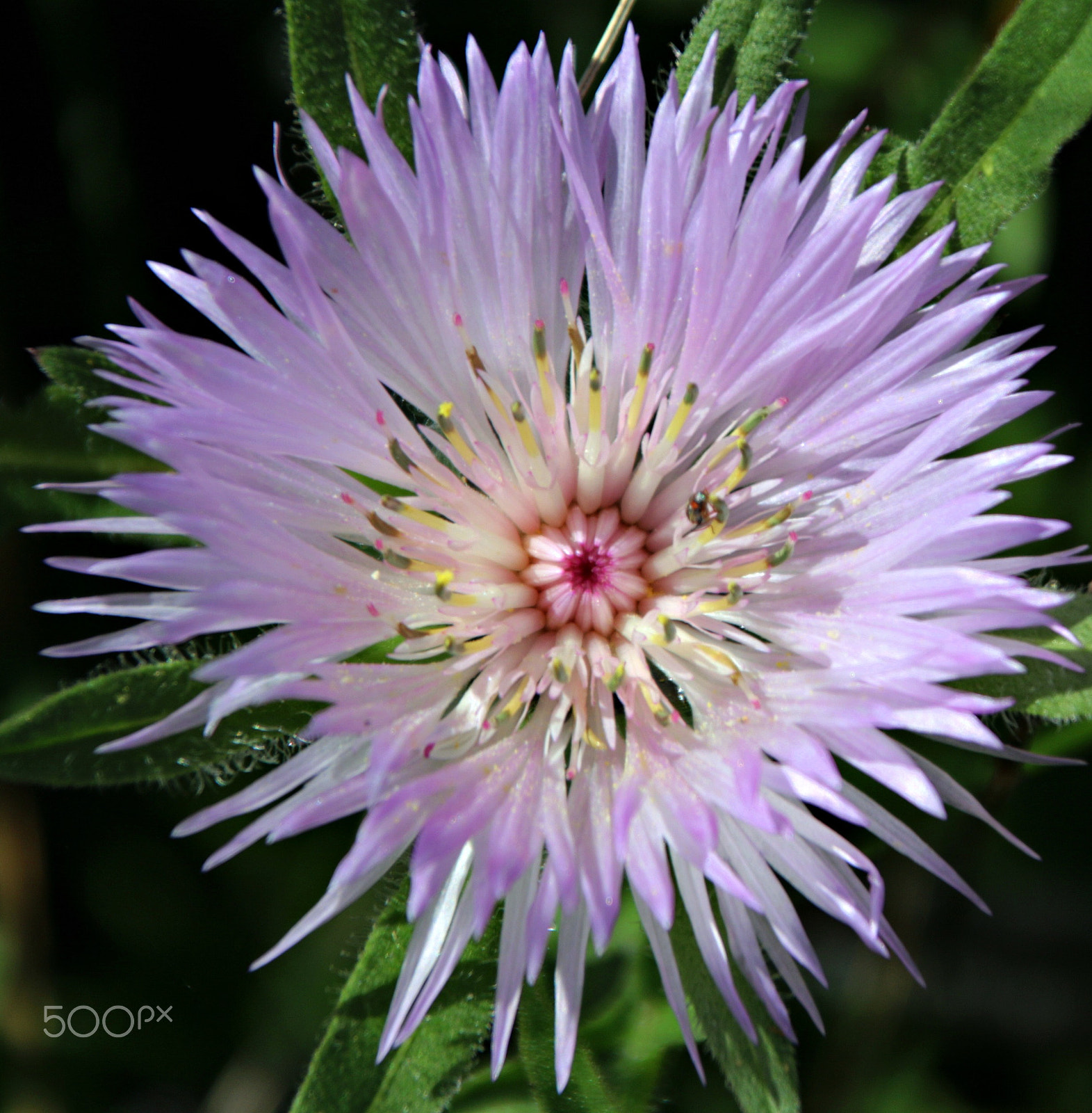 Canon TS-E 90mm F2.8 Tilt-Shift sample photo. In wild photography