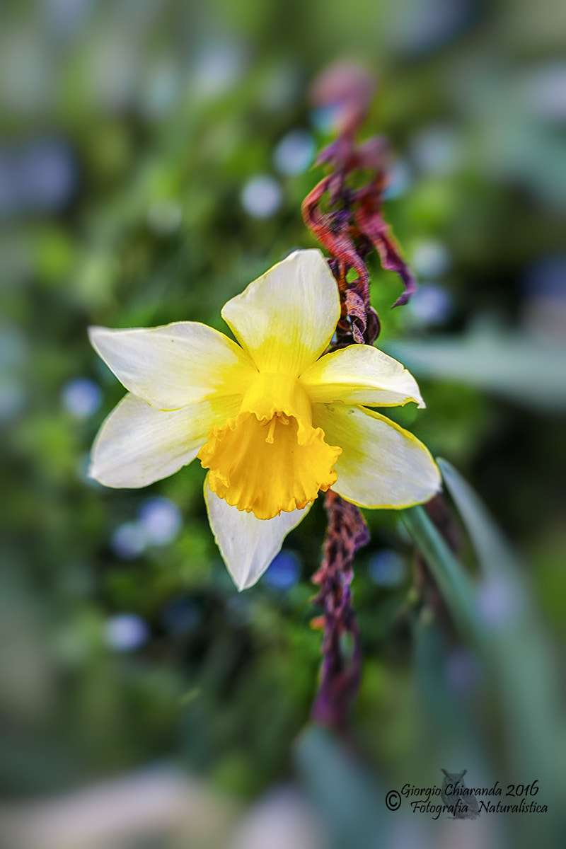 Sigma APO Macro 150mm f/2.8 EX DG HSM sample photo. Narciso photography