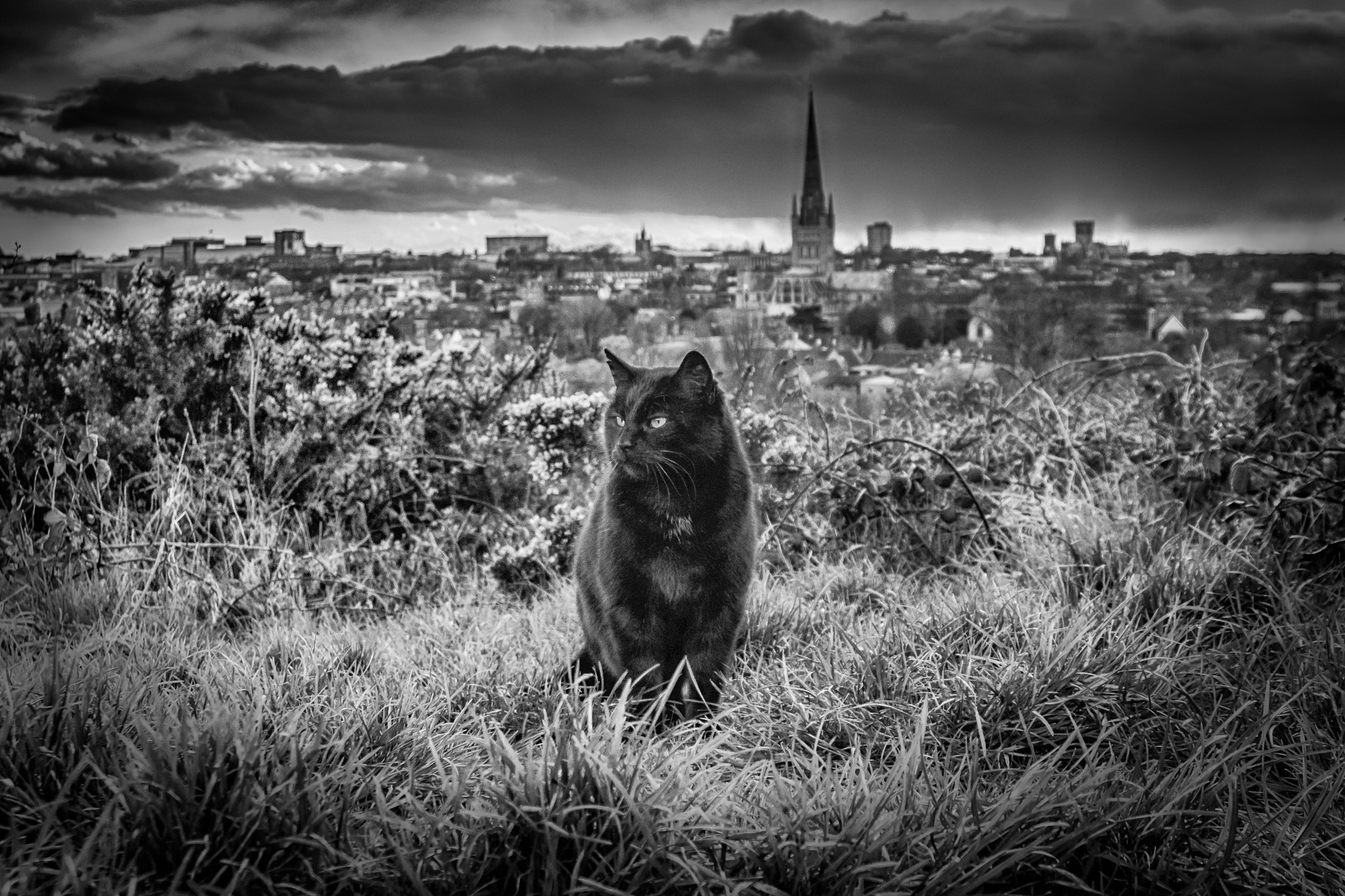 Sony SLT-A77 + Sigma 17-35mm F2.8-4 EX Aspherical sample photo. City cat photography
