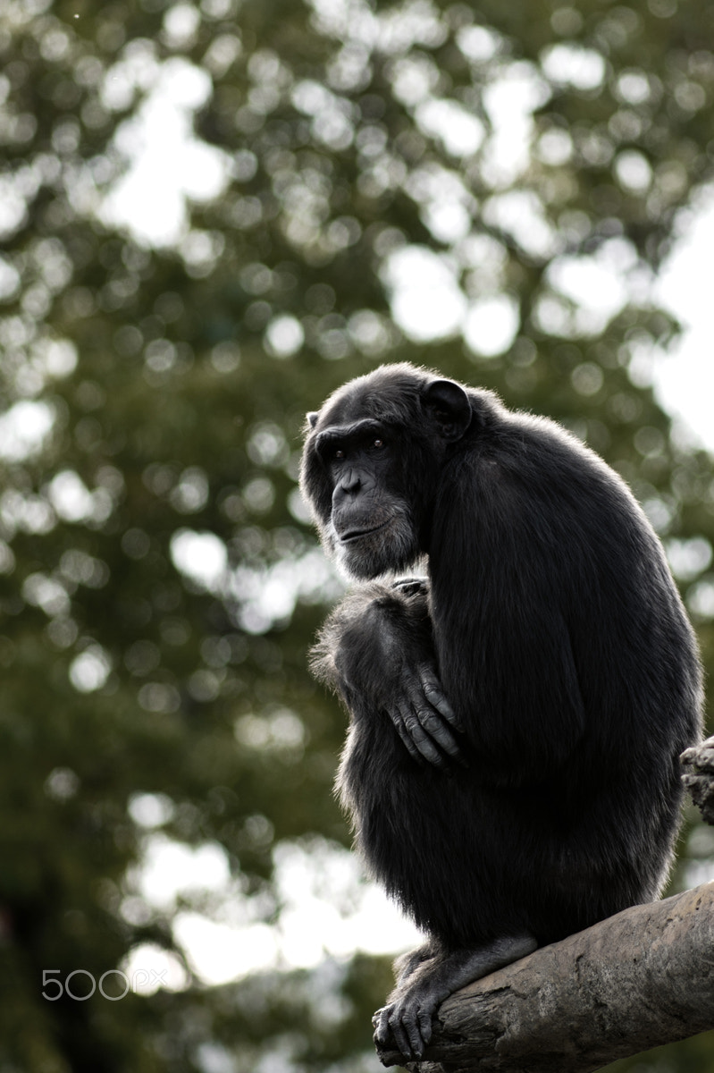 Pentax smc DA* 200mm F2.8 ED (IF) SDM sample photo. チンパンジー chimpanzee photography