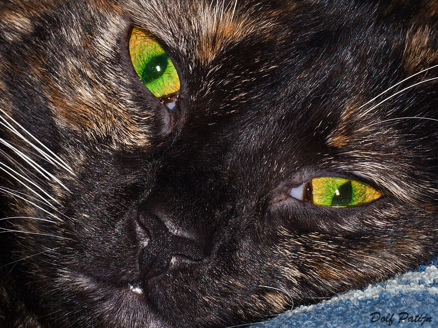 Canon EF 180mm F3.5L Macro USM sample photo. Tina photography