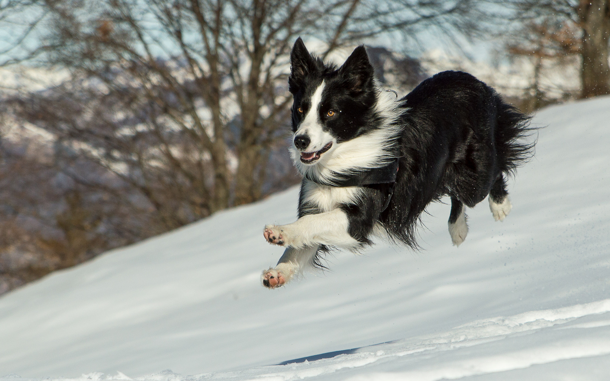 Tamron SP 24-70mm F2.8 Di VC USD sample photo. Flying dog! photography