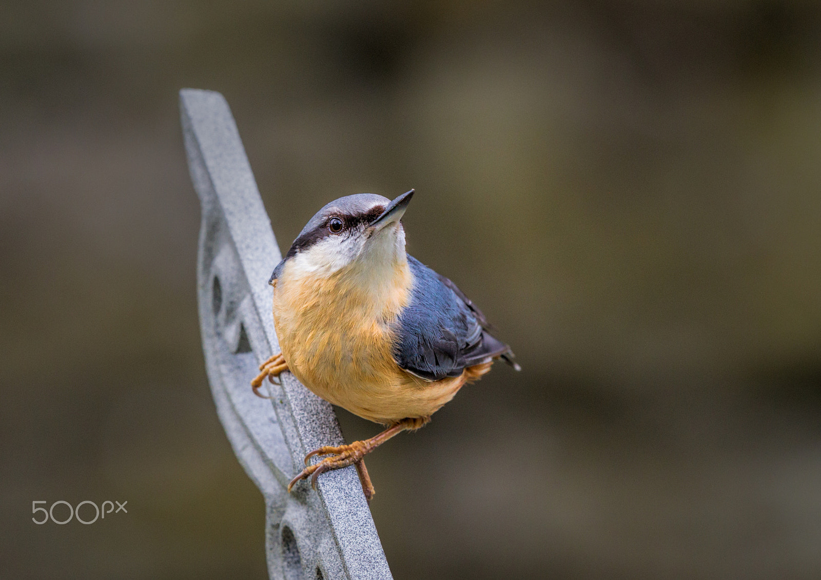 Canon EF 500mm F4L IS II USM sample photo. Nuthatch photography