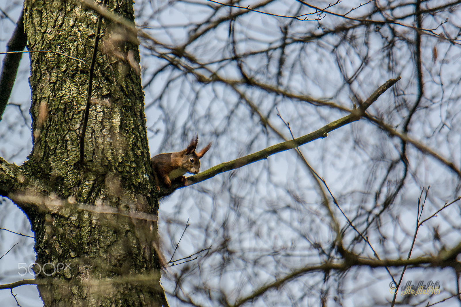 Samsung NX300 + Samsung NX 50-200mm F4-5.6 ED OIS sample photo. Eichhörnchen photography