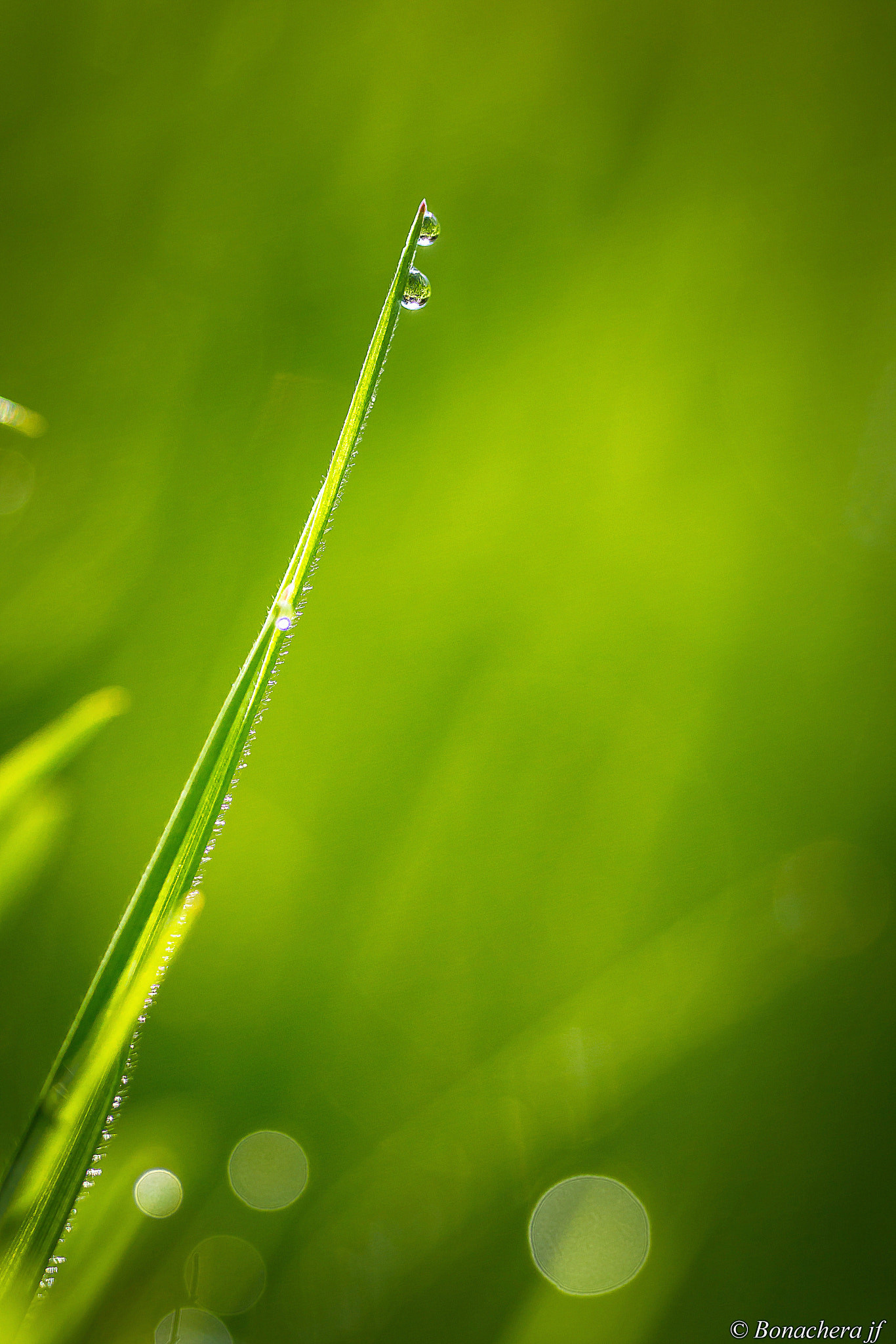 Sigma 150mm f/2.8 EX DG OS HSM APO Macro sample photo. Duo photography