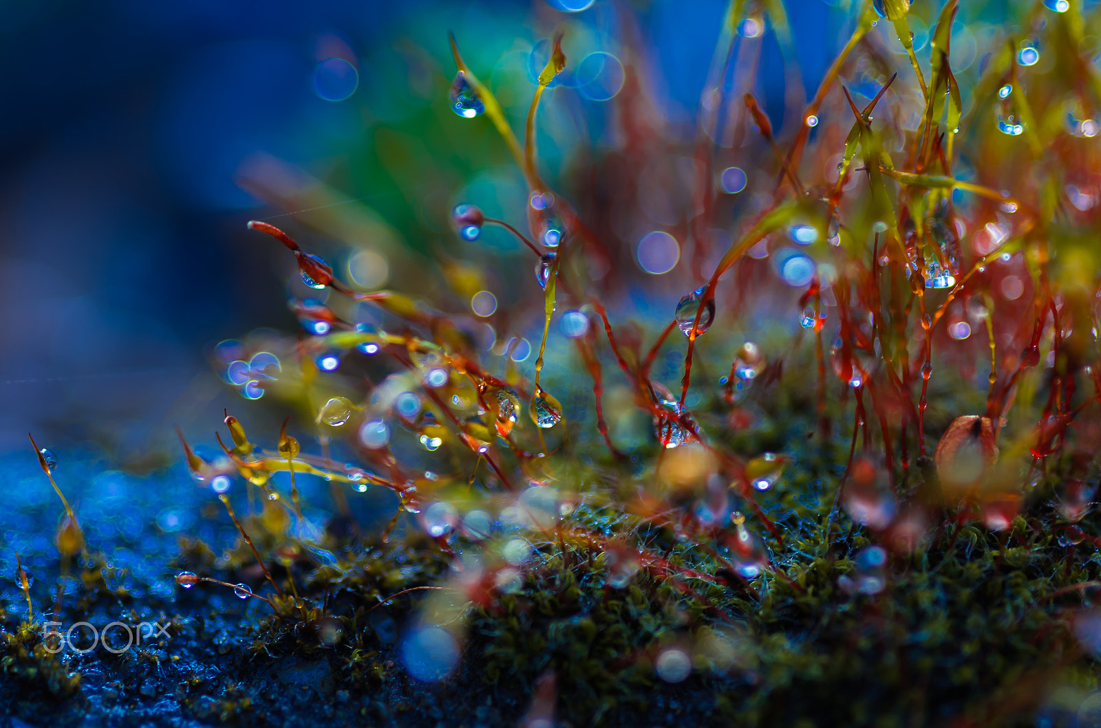 Pentax K-5 IIs + Sigma sample photo. Macro cosmos with moss photography
