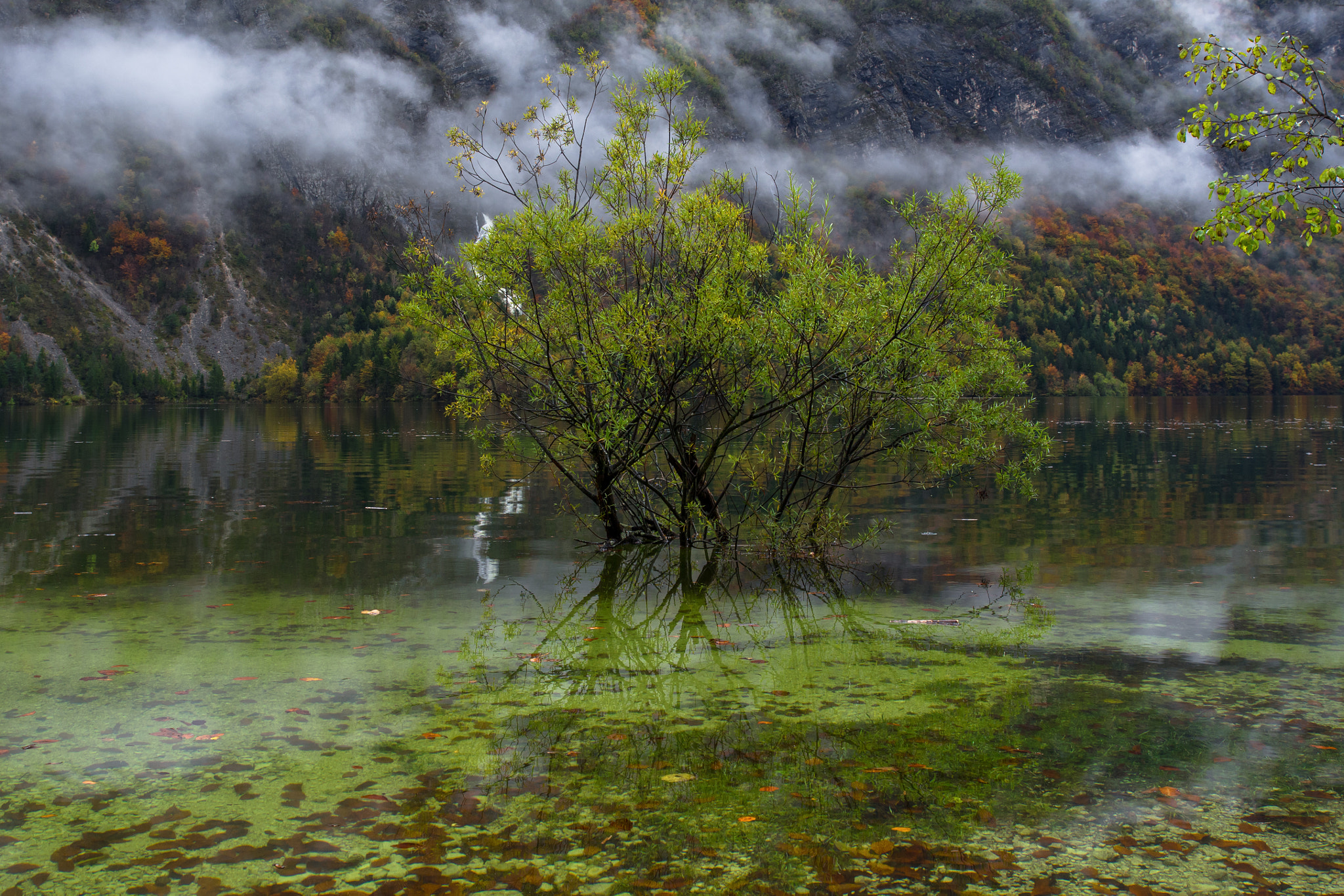 Olympus Zuiko Digital ED 12-60mm F2.8-4.0 SWD sample photo. Underwater autumn photography