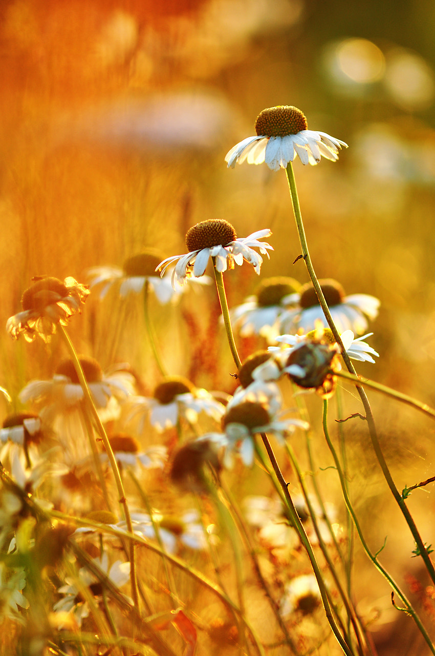 Nikon D90 + AF Nikkor 300mm f/4 IF-ED sample photo. Sun camomile photography