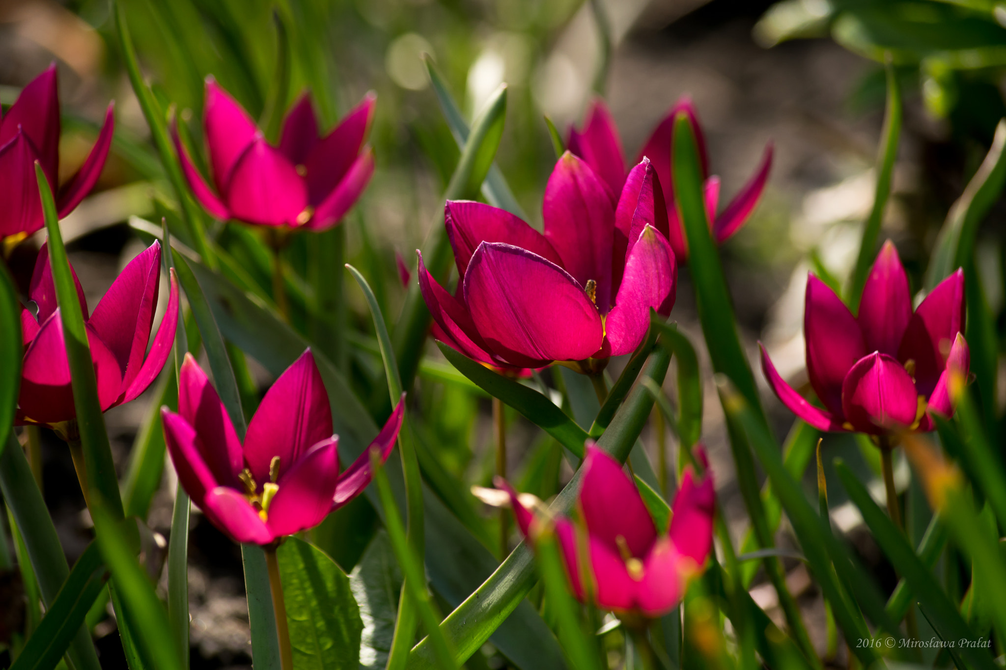 Sigma 70-200mm F2.8 EX DG Macro HSM II sample photo. Tulips photography