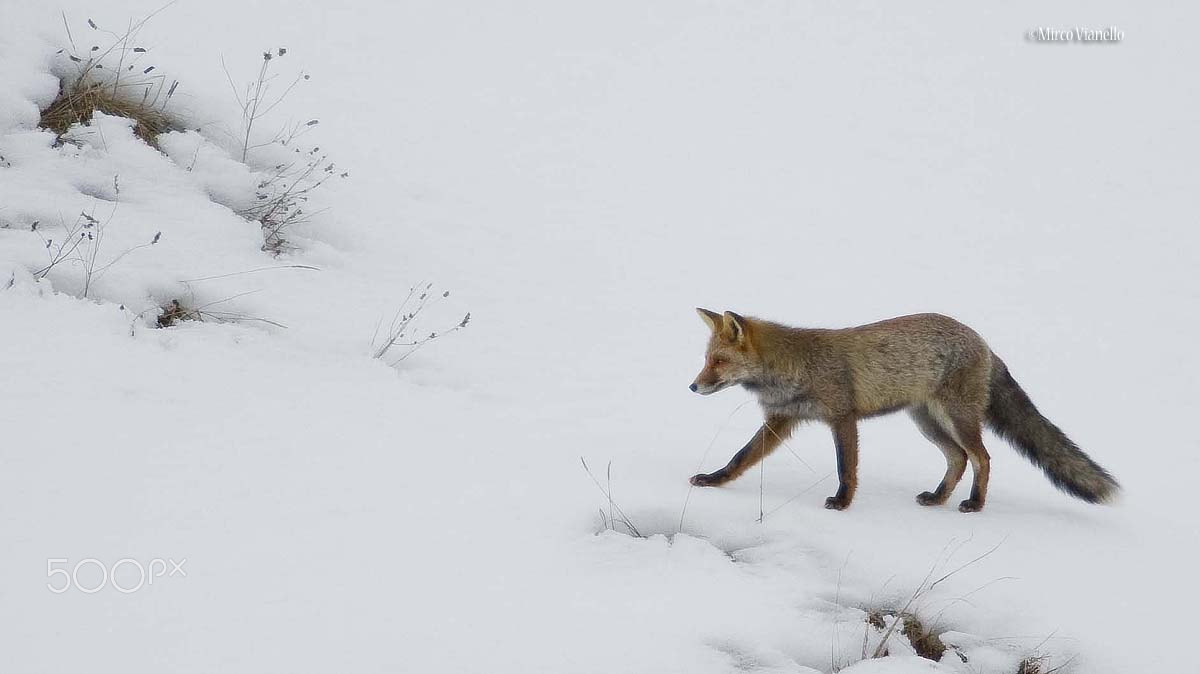 Nikon D3S + Nikon AF-S Nikkor 500mm F4G ED VR sample photo. A caccia... photography