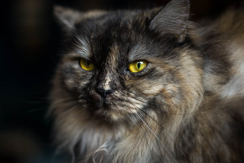 Canon EOS-1D Mark IV sample photo. Keks photography