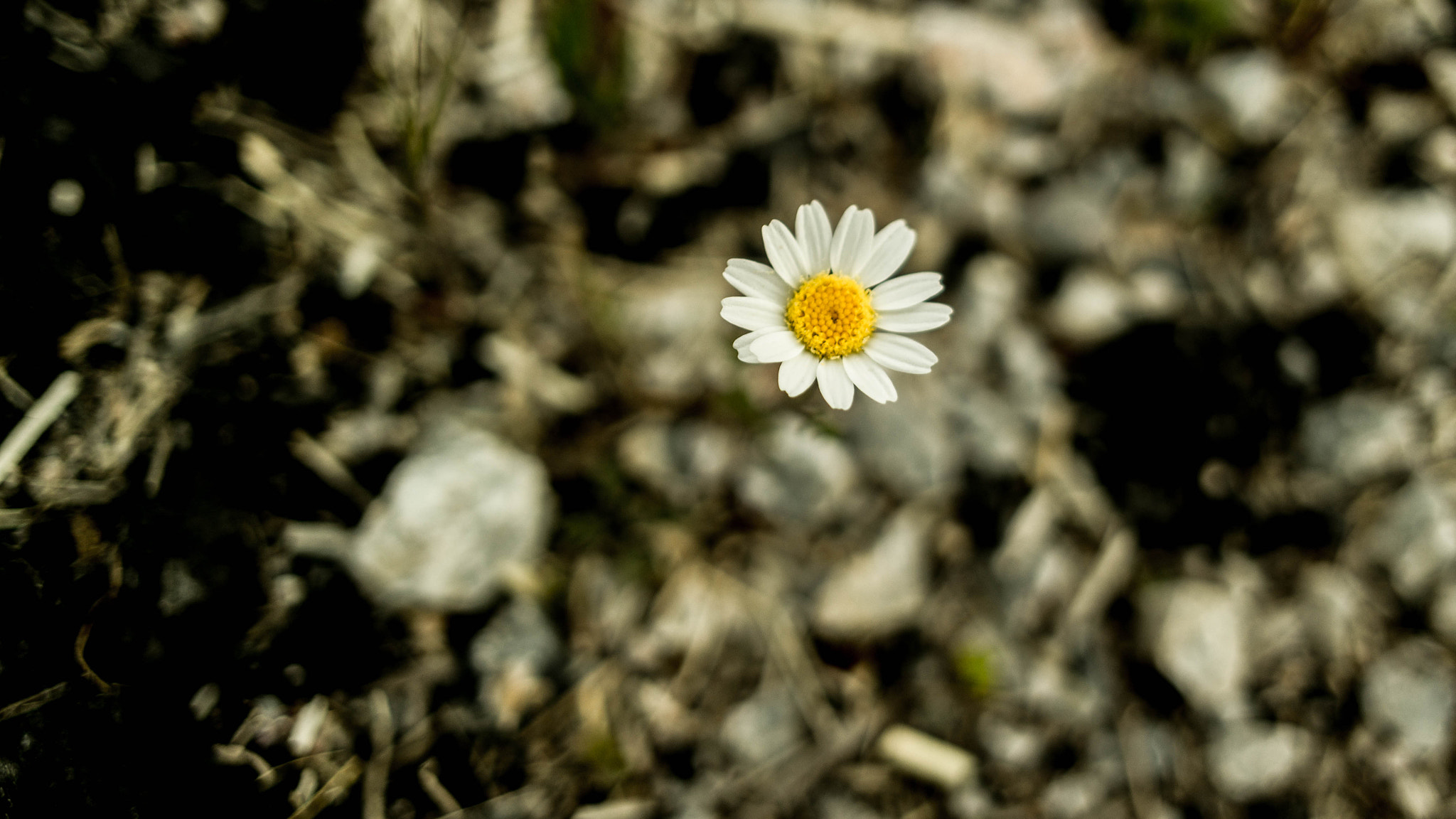 Samsung NX 16mm F2.4 Pancake sample photo. Bokeh photography