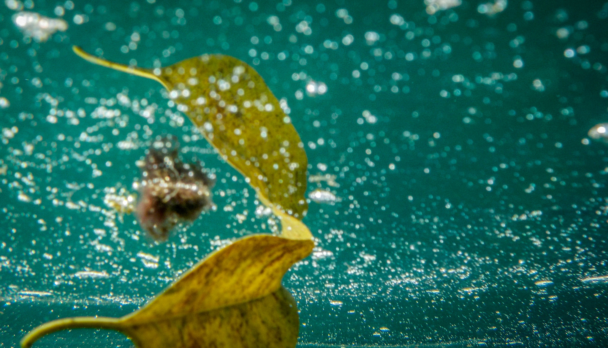 Nikon Coolpix S33 sample photo. Underwater reflection photography