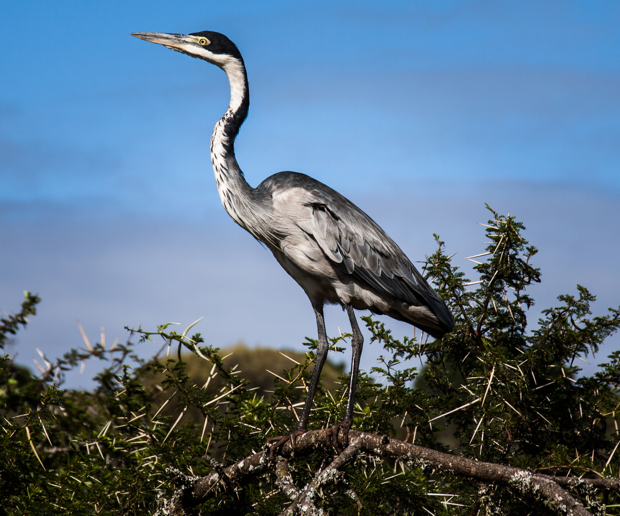 Sigma 18-250mm F3.5-6.3 DC OS HSM sample photo. Gazing heron photography