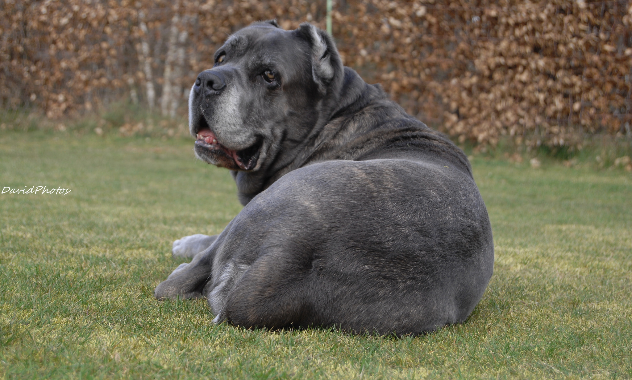 Nikon D2Xs sample photo. Cane corso photography