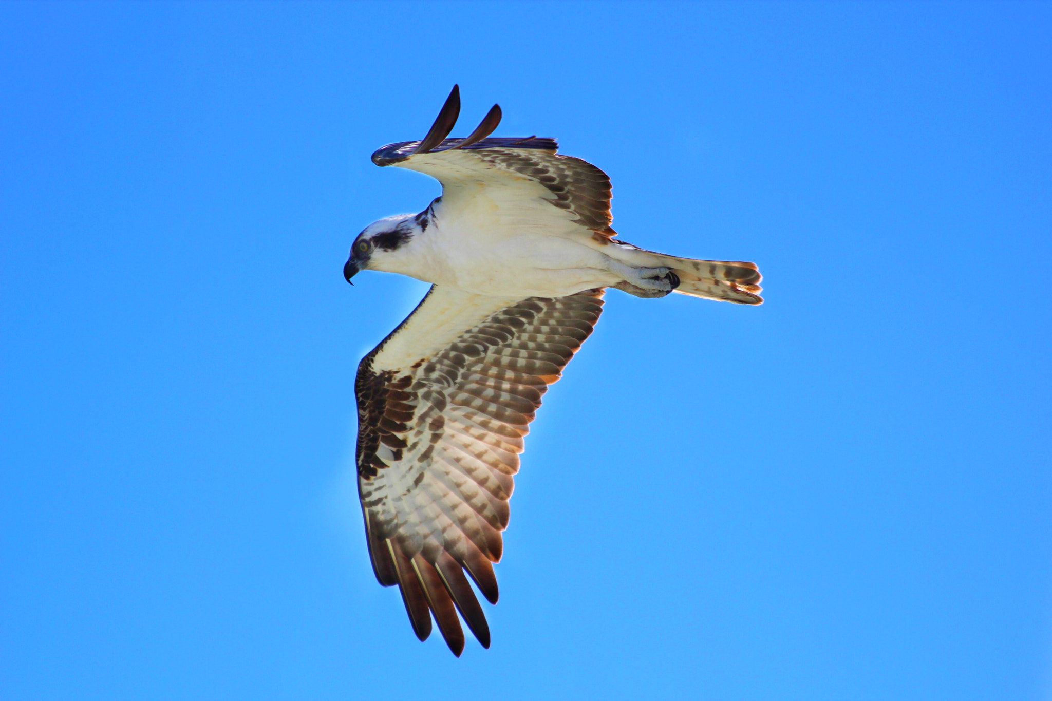 Canon EF 70-300mm F4-5.6 IS USM sample photo. Osprey photography