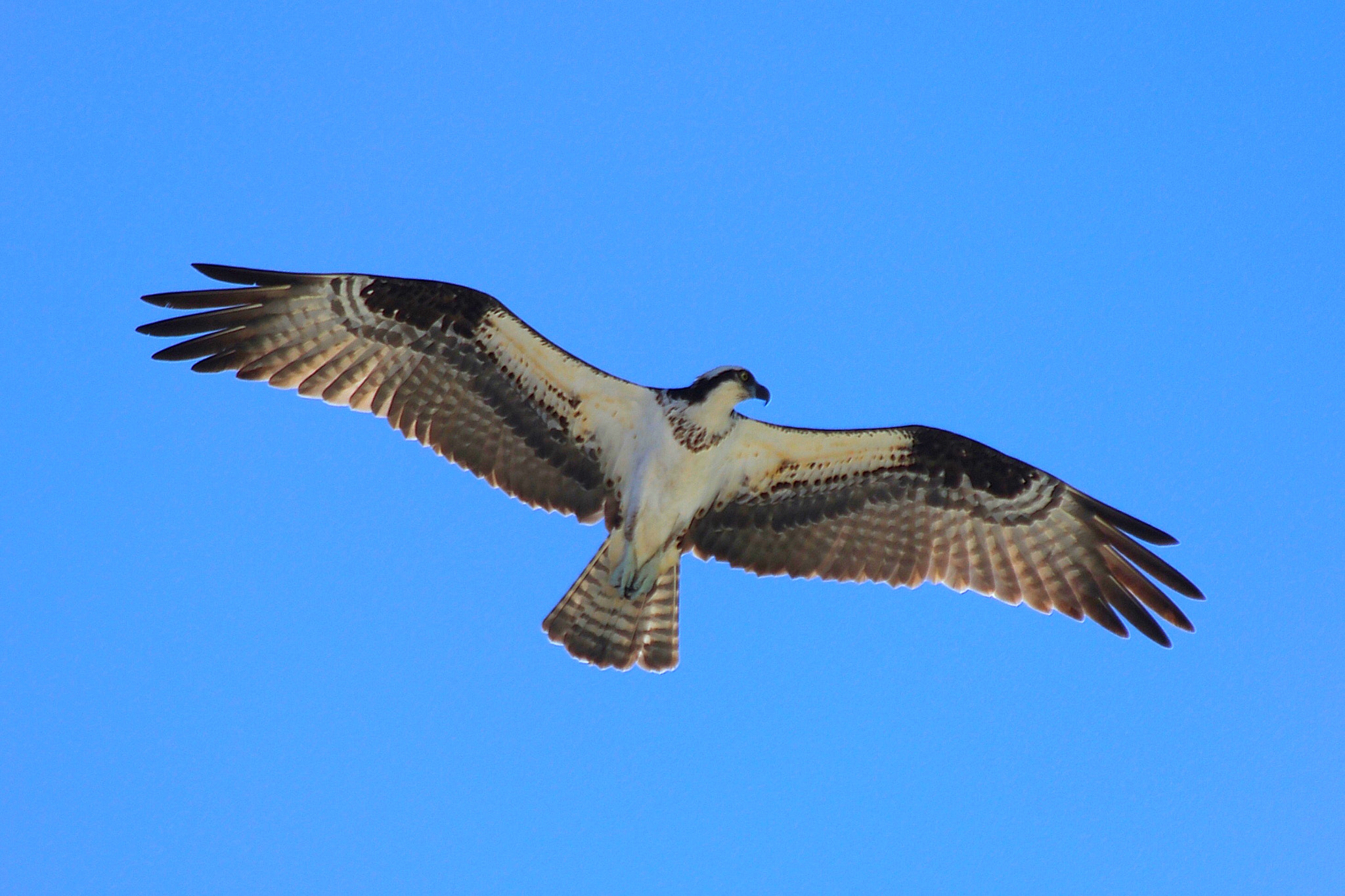 Canon EF 70-300mm F4-5.6 IS USM sample photo. Osprey photography