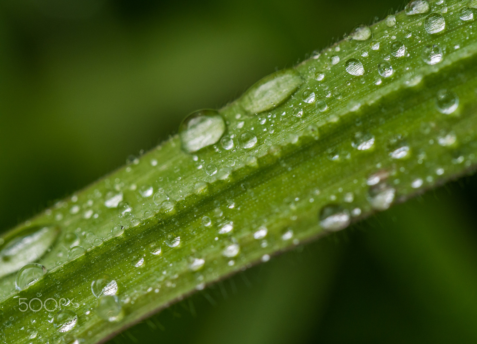 Panasonic Leica DG Macro-Elmarit 45mm F2.8 ASPH OIS sample photo. Water droplets on green photography