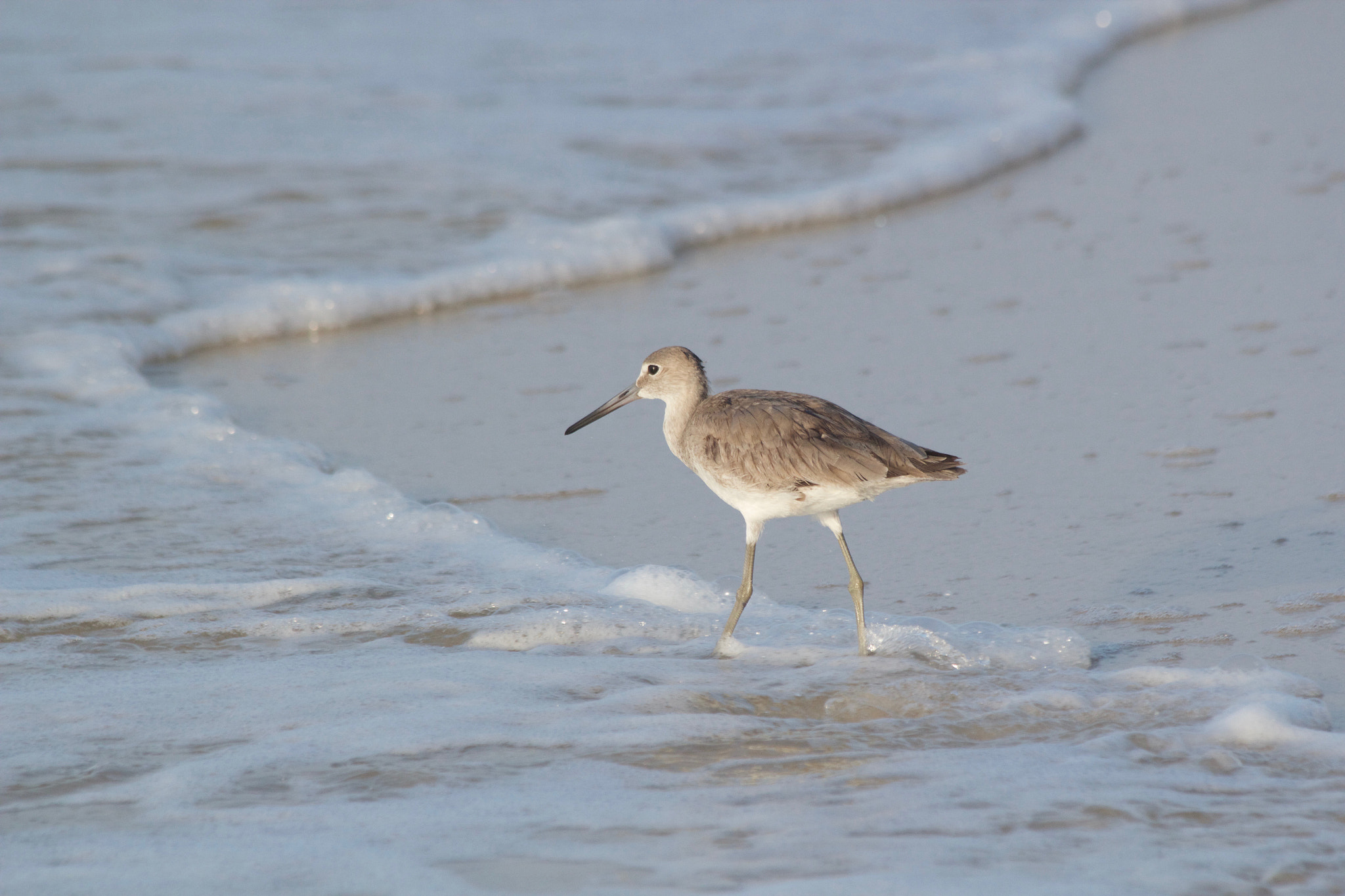 Canon EF 70-300mm F4-5.6 IS USM sample photo. Sand piper photography
