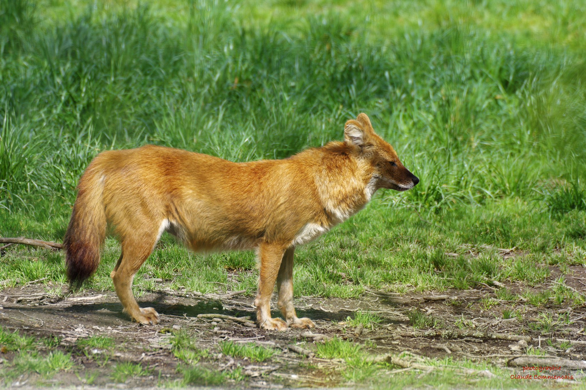 Sigma 50-500mm F4.5-6.3 DG OS HSM sample photo. Ni loup ni renard  le  dhole photography