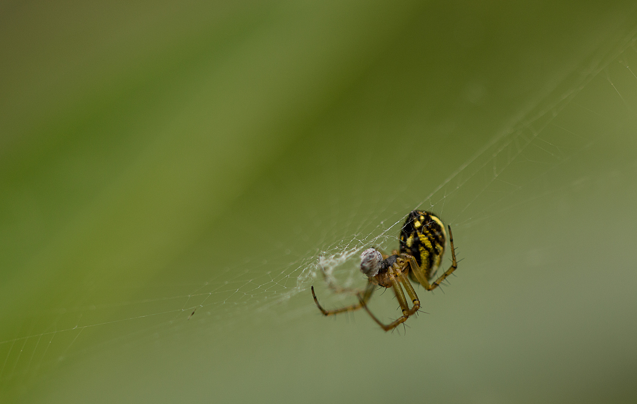 Sigma APO Macro 150mm f/2.8 EX DG HSM sample photo. Kleiner snack photography
