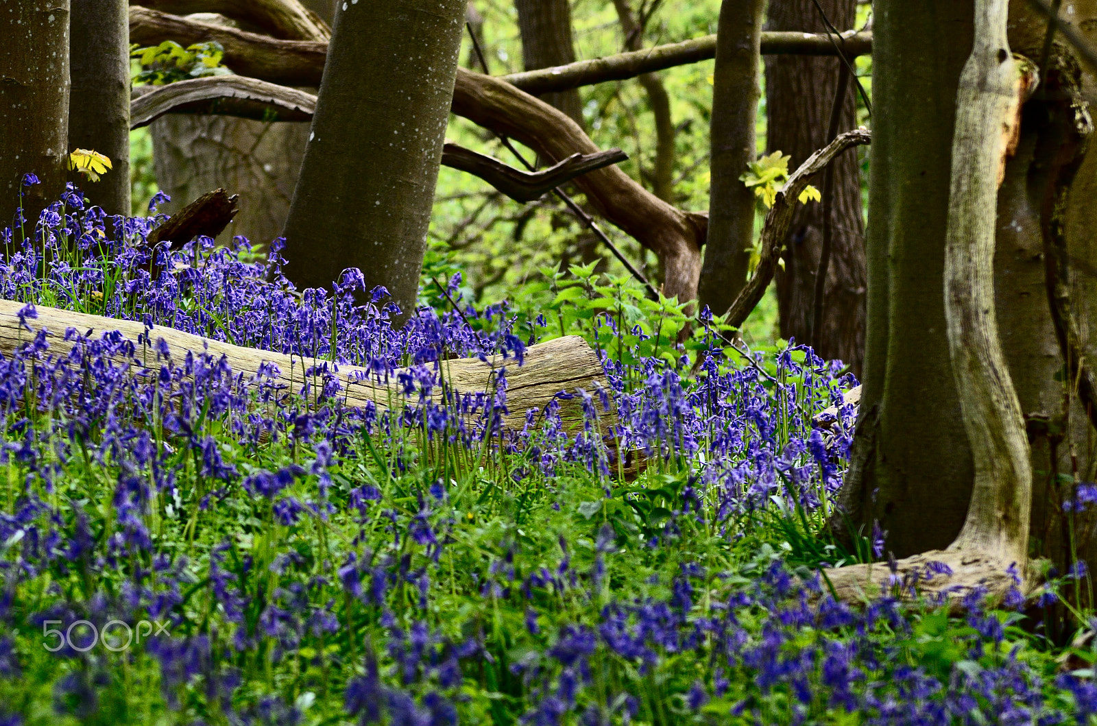 Nikon D7000 + Tamron AF 70-300mm F4-5.6 Di LD Macro sample photo. Bluebell wood. photography