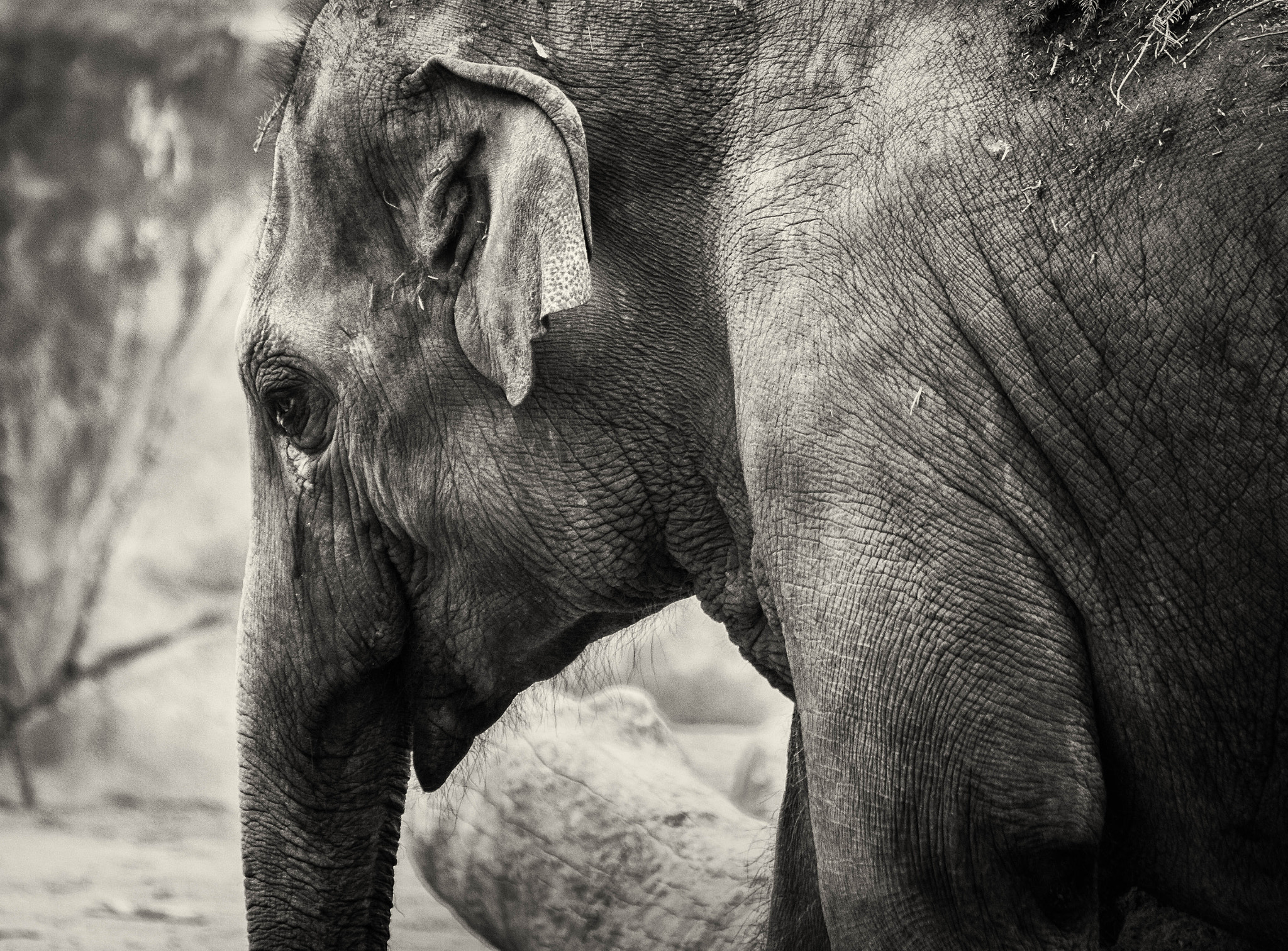 Tamron SP 35mm F1.8 Di VC USD sample photo. Elephant photography