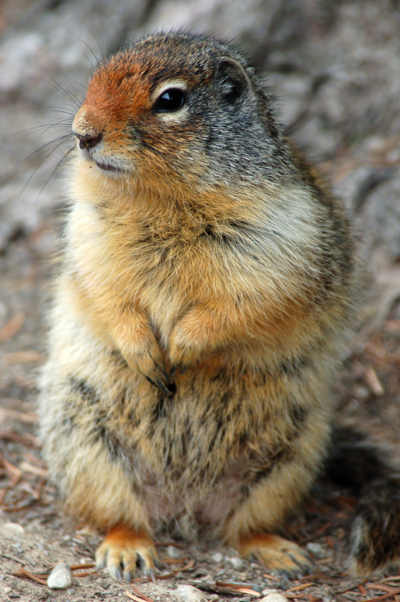 Nikon D50 sample photo. Small animal photography
