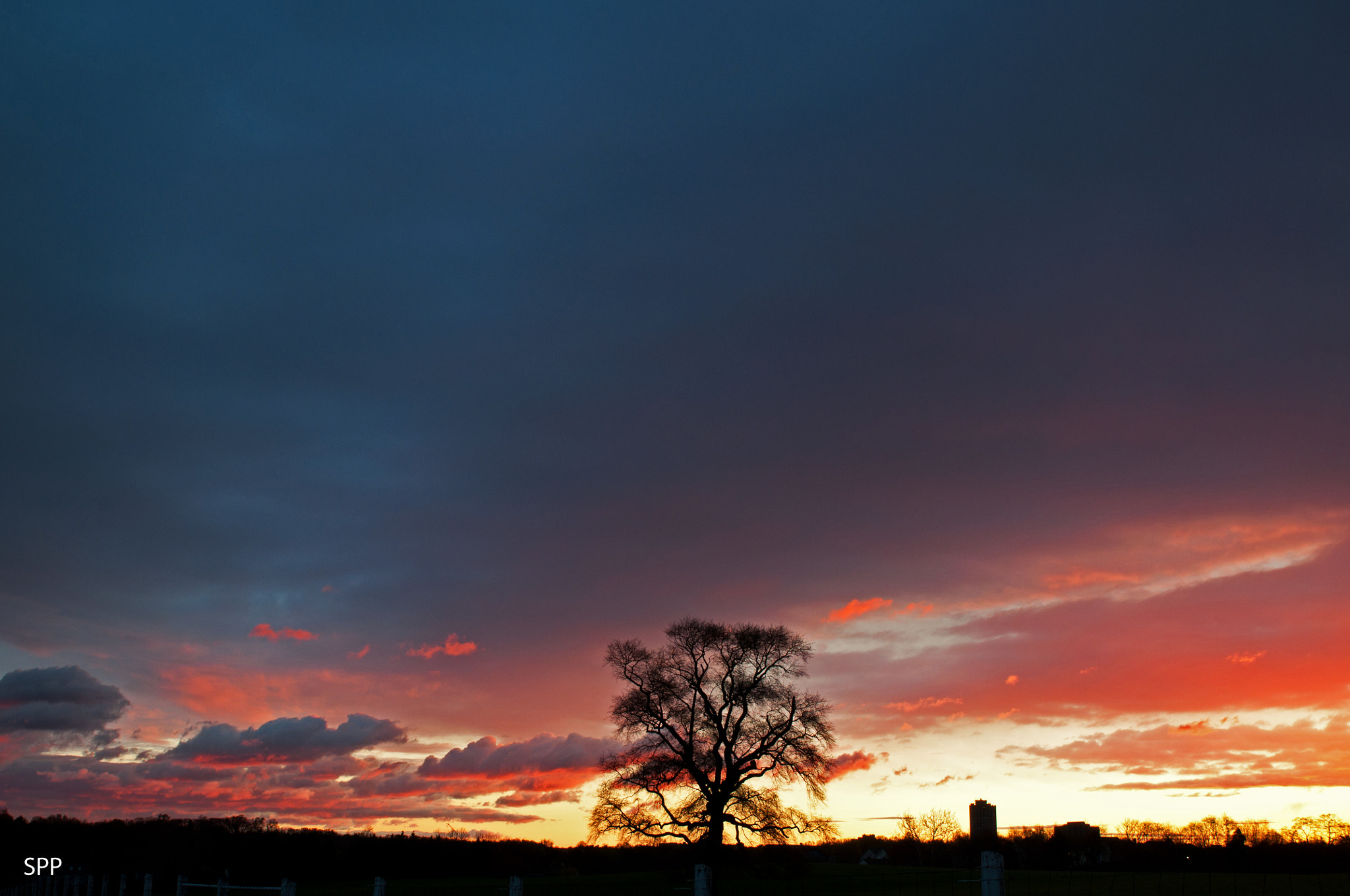 Tamron SP 24-70mm F2.8 Di VC USD sample photo. Tree at dawn photography