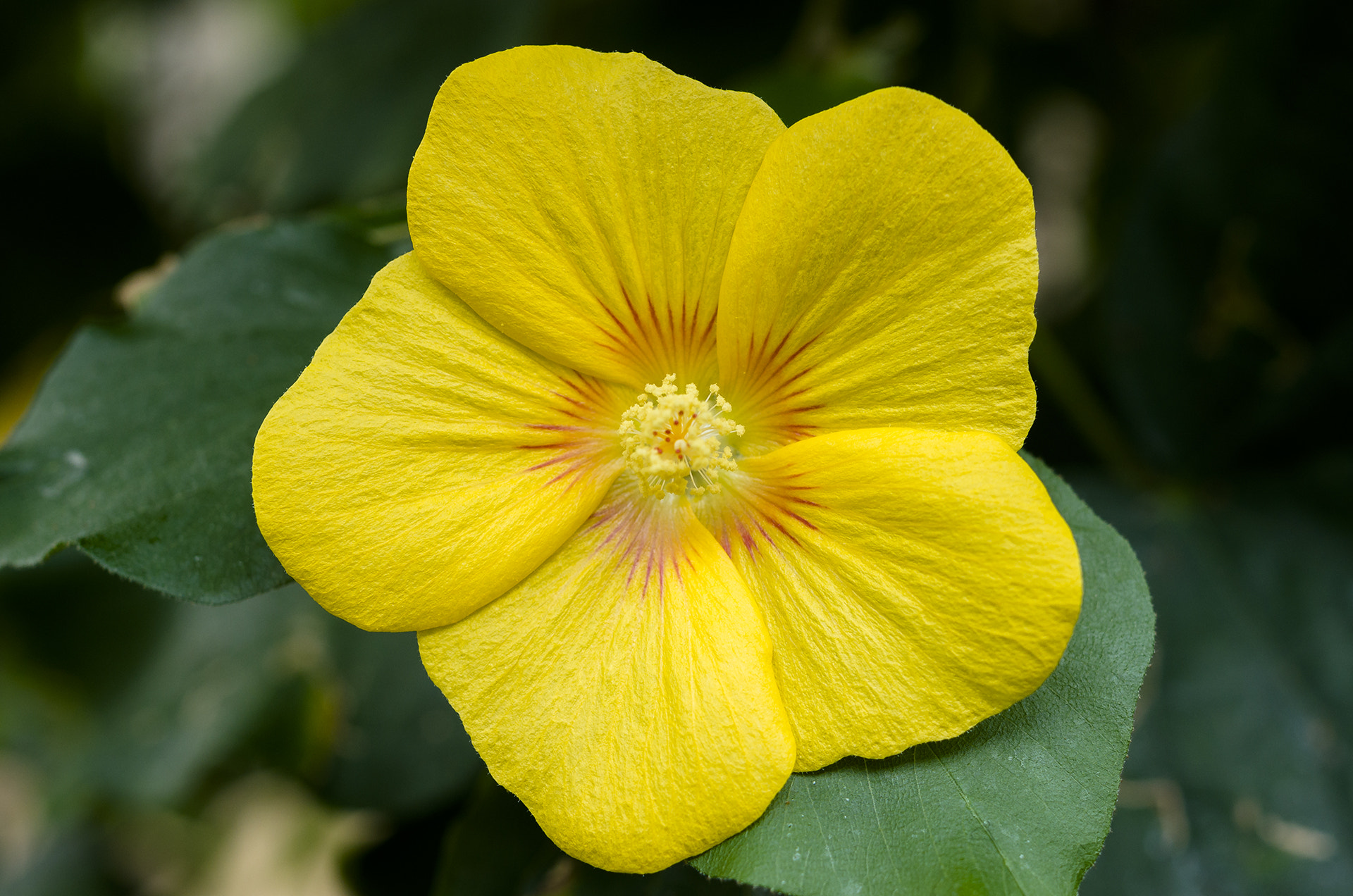 Pentax smc DA 35mm F2.8 Macro Limited sample photo. Sunshine in the greenhouse photography