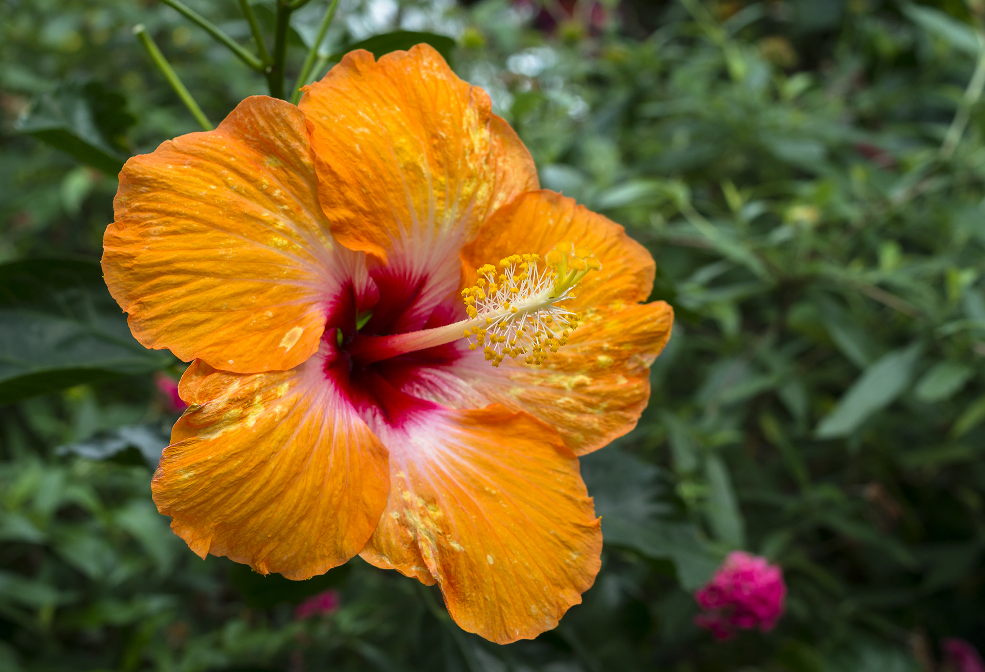 Pentax smc DA 35mm F2.8 Macro Limited sample photo. Orange hibiscus photography