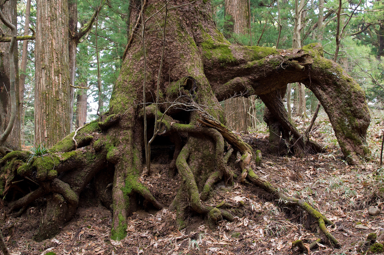 Canon EOS 600D (Rebel EOS T3i / EOS Kiss X5) sample photo. Monster of wood photography