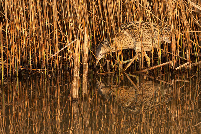 Canon EF 100-400mm F4.5-5.6L IS USM sample photo. Bittern in the evening photography