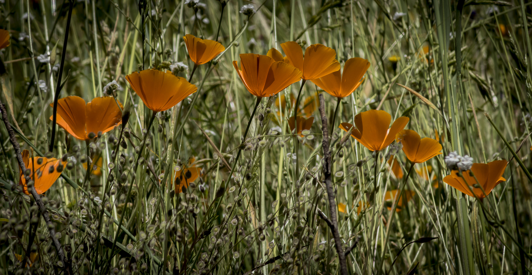 Canon EF 75-300mm f/4-5.6 USM sample photo. California poppies int he wild photography