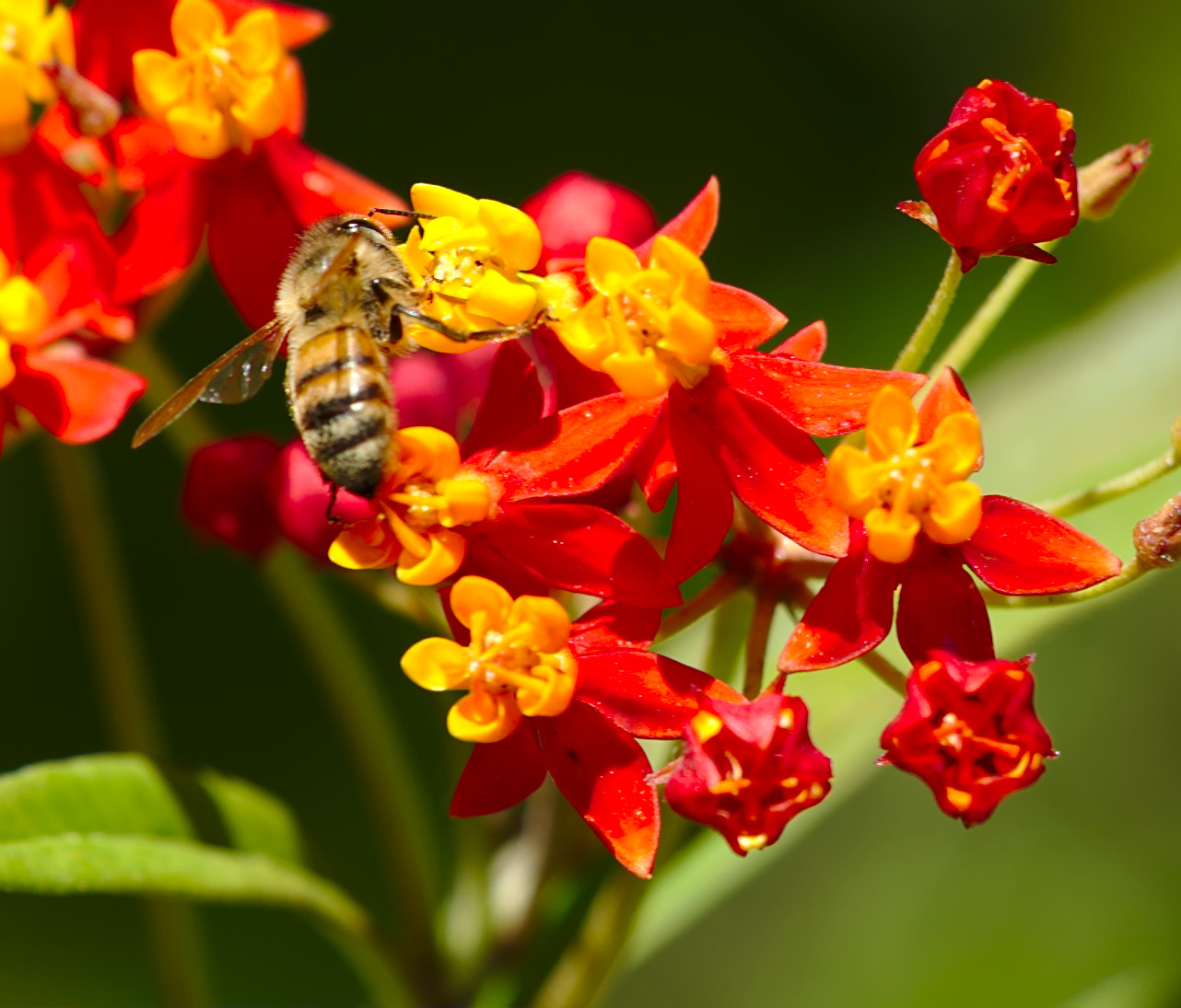 ZEISS Otus 85mm F1.4 sample photo. Carpenter bee on flowers photography