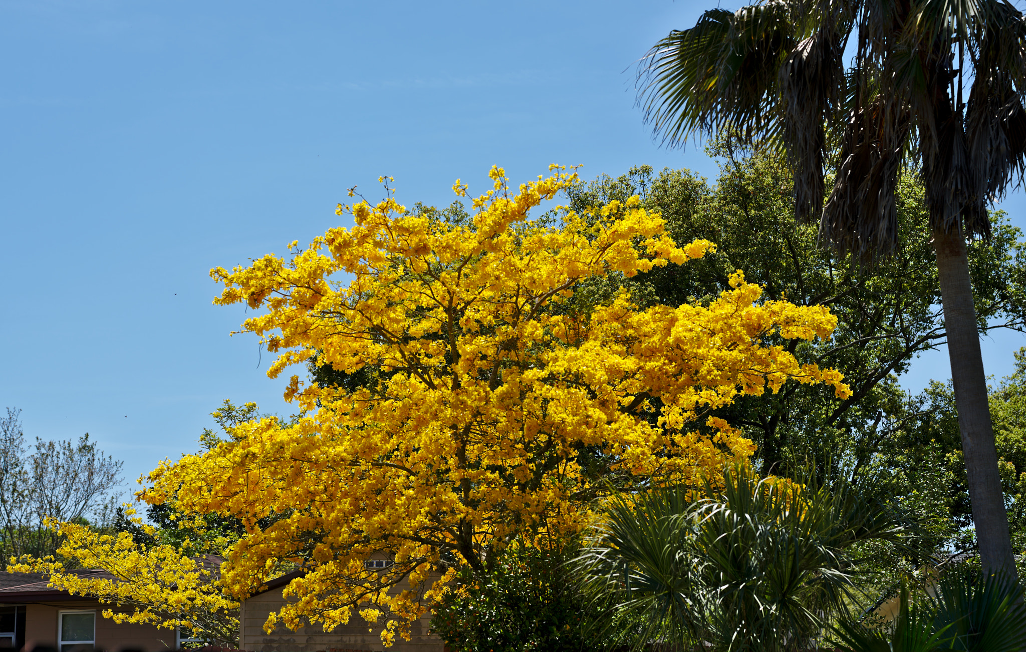 ZEISS Otus 85mm F1.4 sample photo. Golden trumpet tree or tabebuia chrysotricha photography