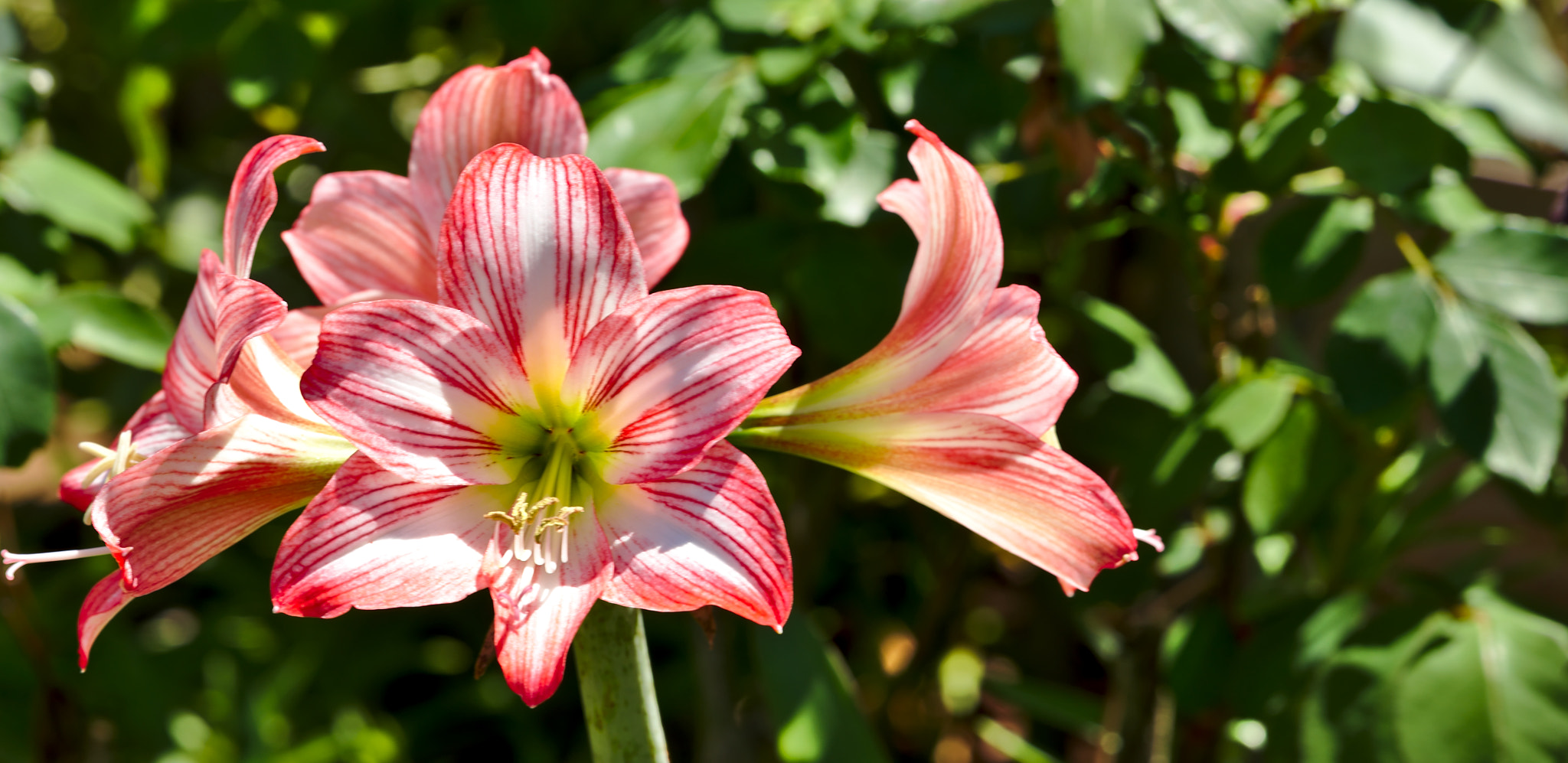 ZEISS Otus 85mm F1.4 sample photo. Pink and white amaryllis photography